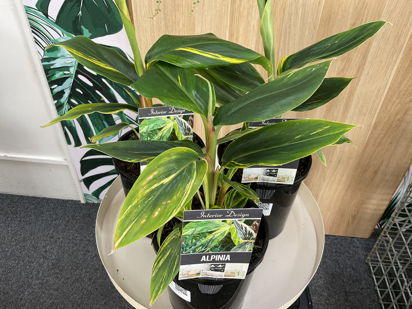 Variegated Shell Ginger- Alpinia Zerumbet