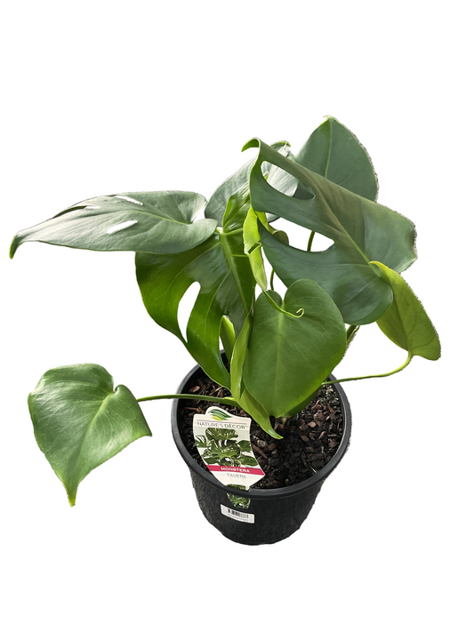 200mm Monstera