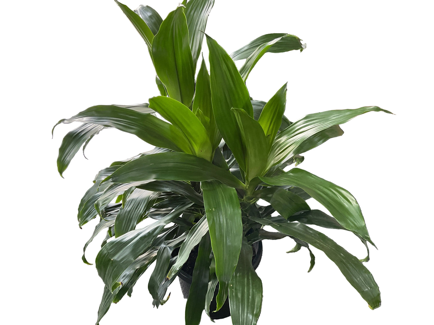 300mm Dracaena Janet Craig
