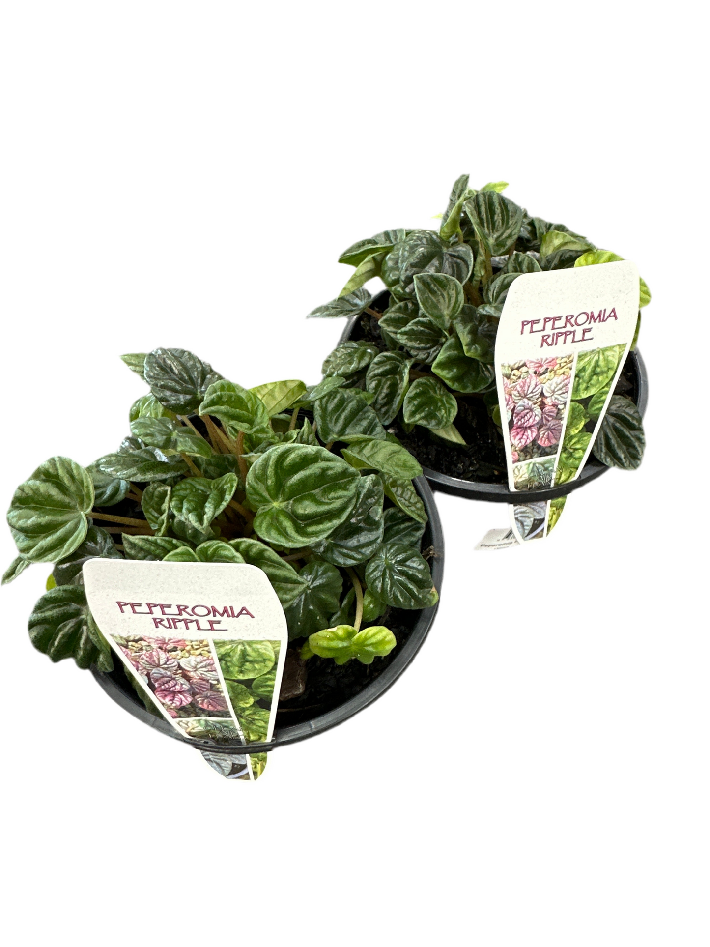 130mm Peperomia Emerald Ripple
