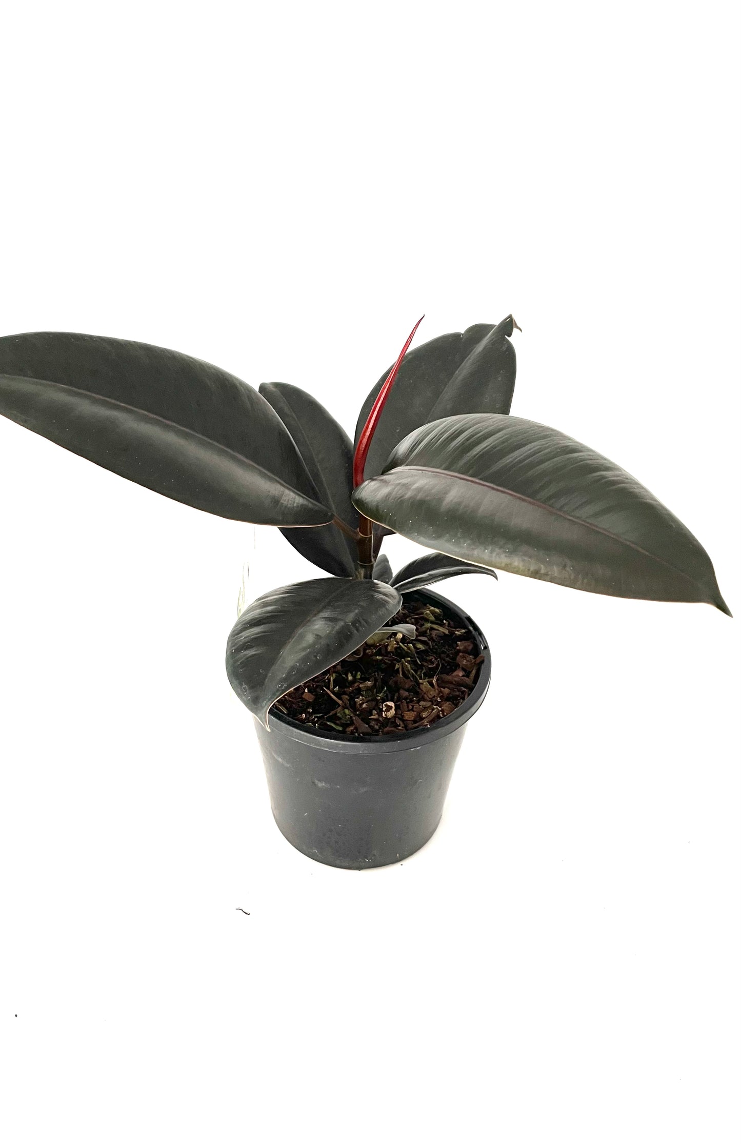 130mm Ficus Abidjan
