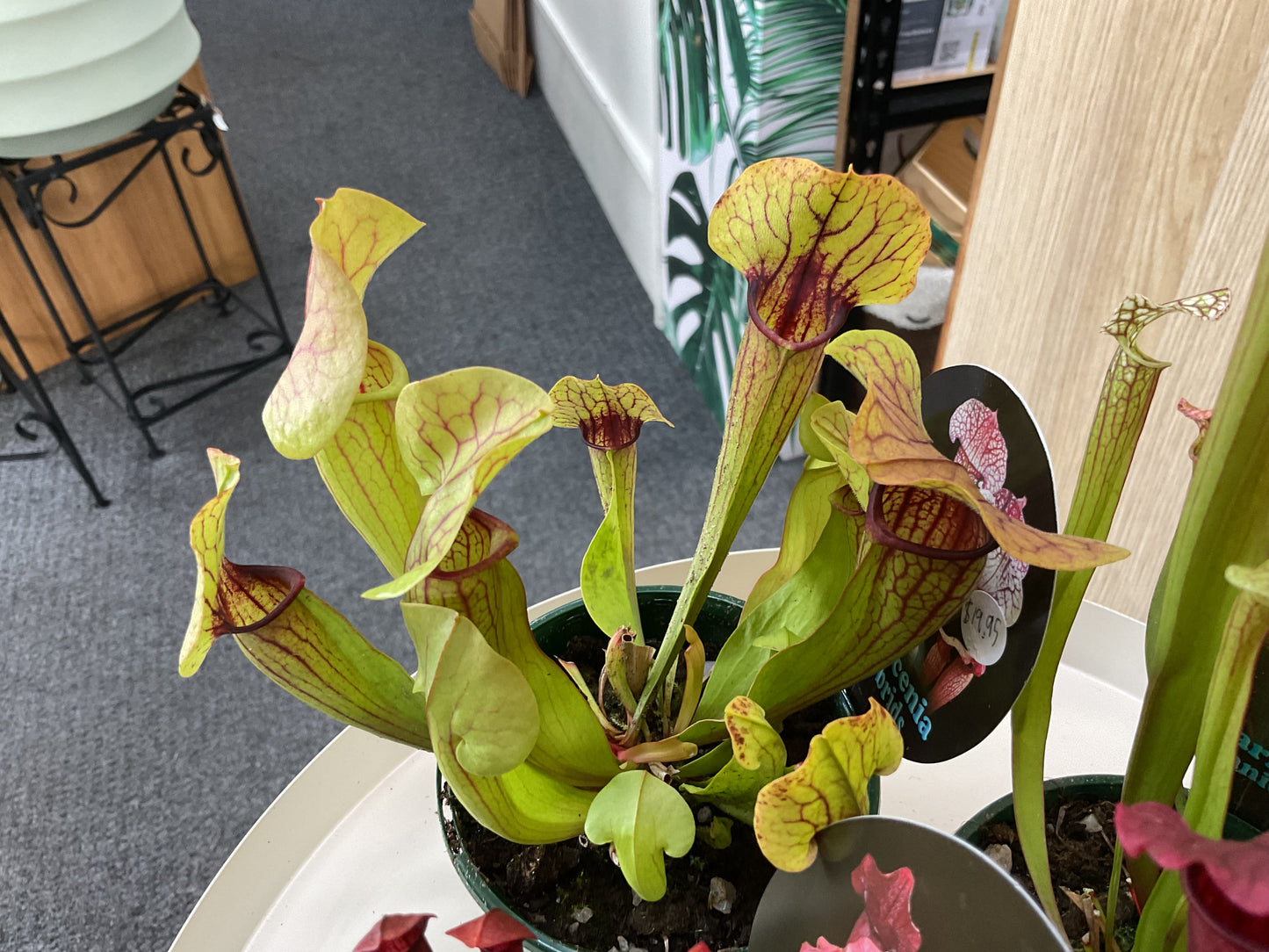 Sarracenia Trumpet Pitcher Plants - Assorted