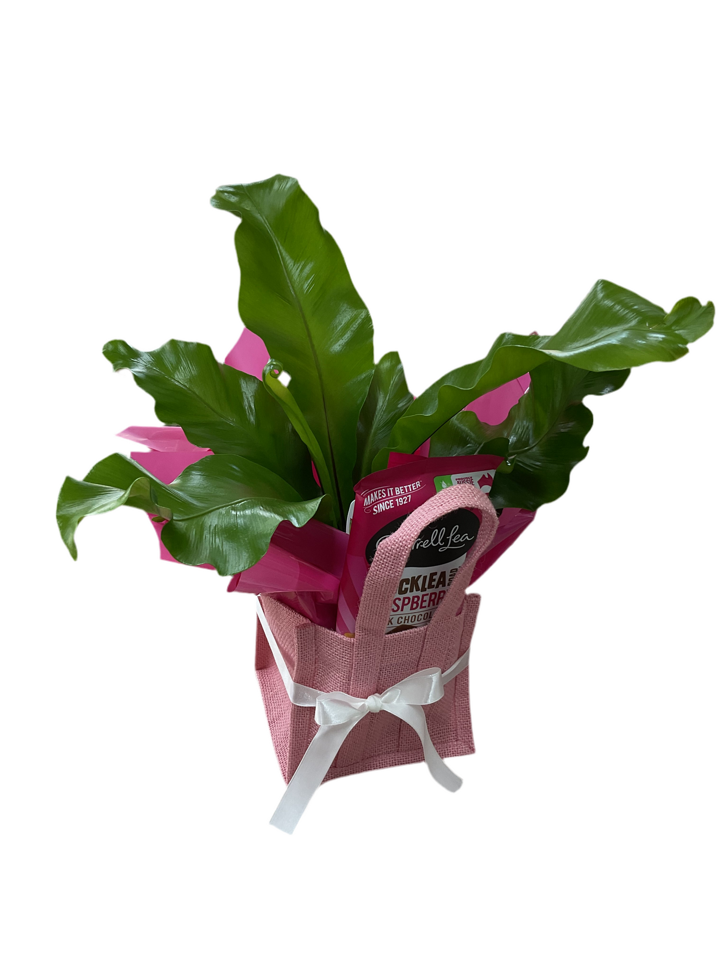 Plant + Choc - Mini Hamper