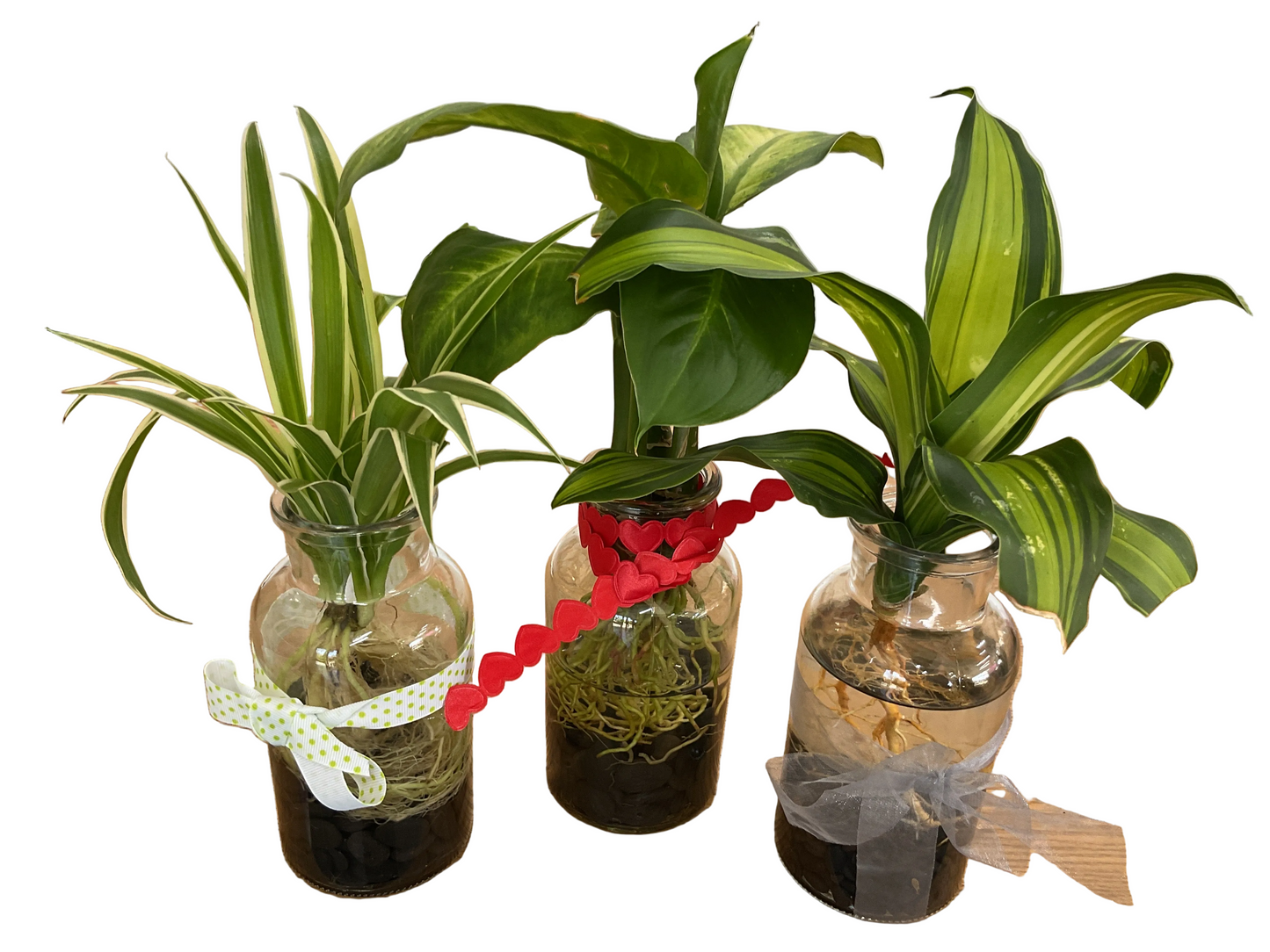Hydro Plants- Assorted