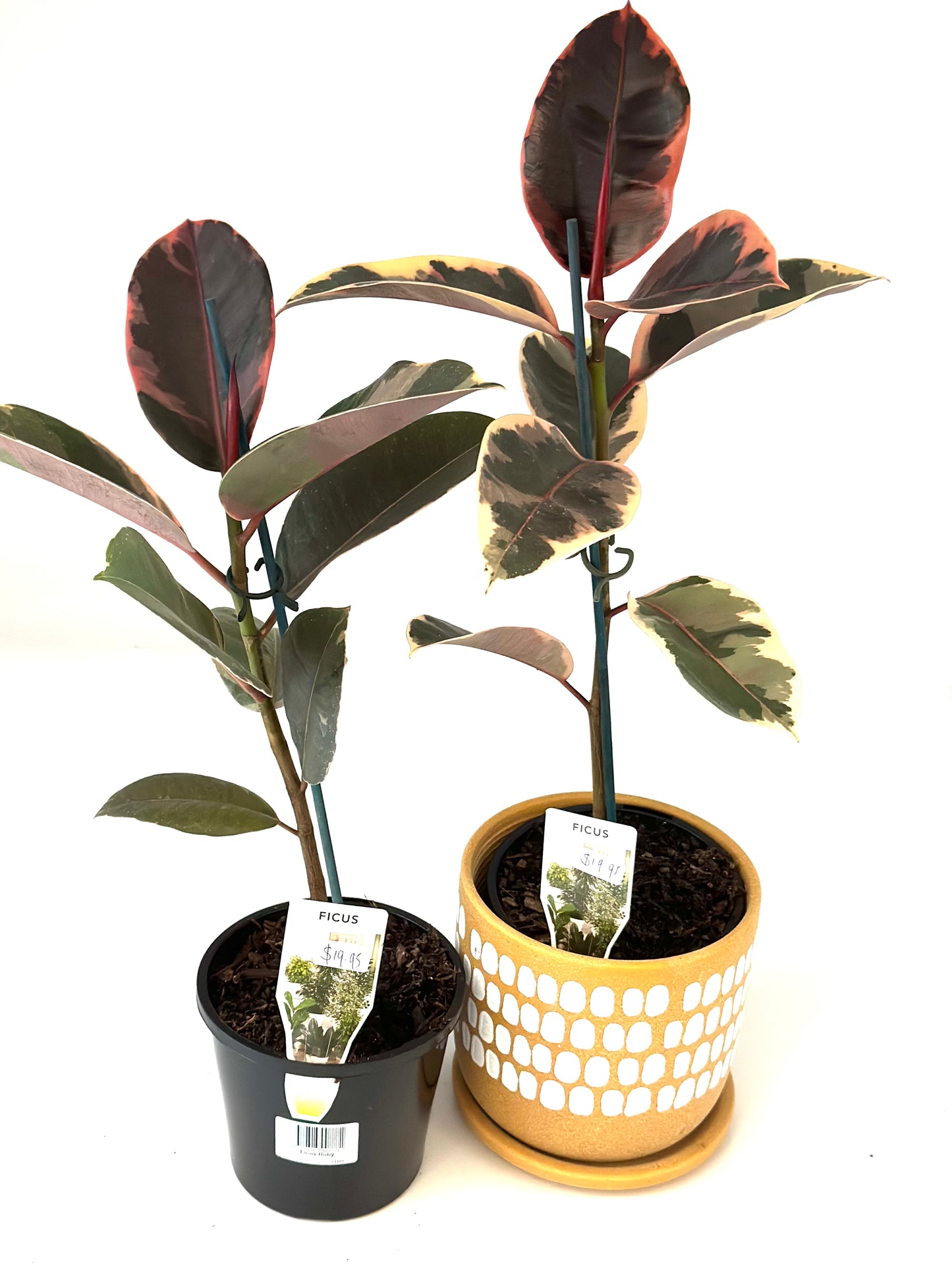 130mm Ficus Ruby