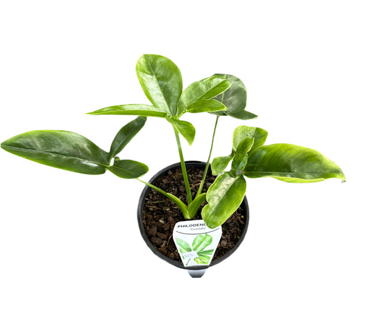 Philodendron goeldii