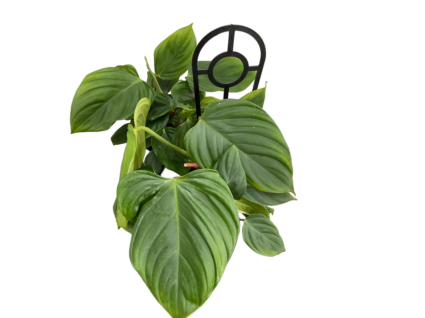 Philondendron Fuzzy Petiole