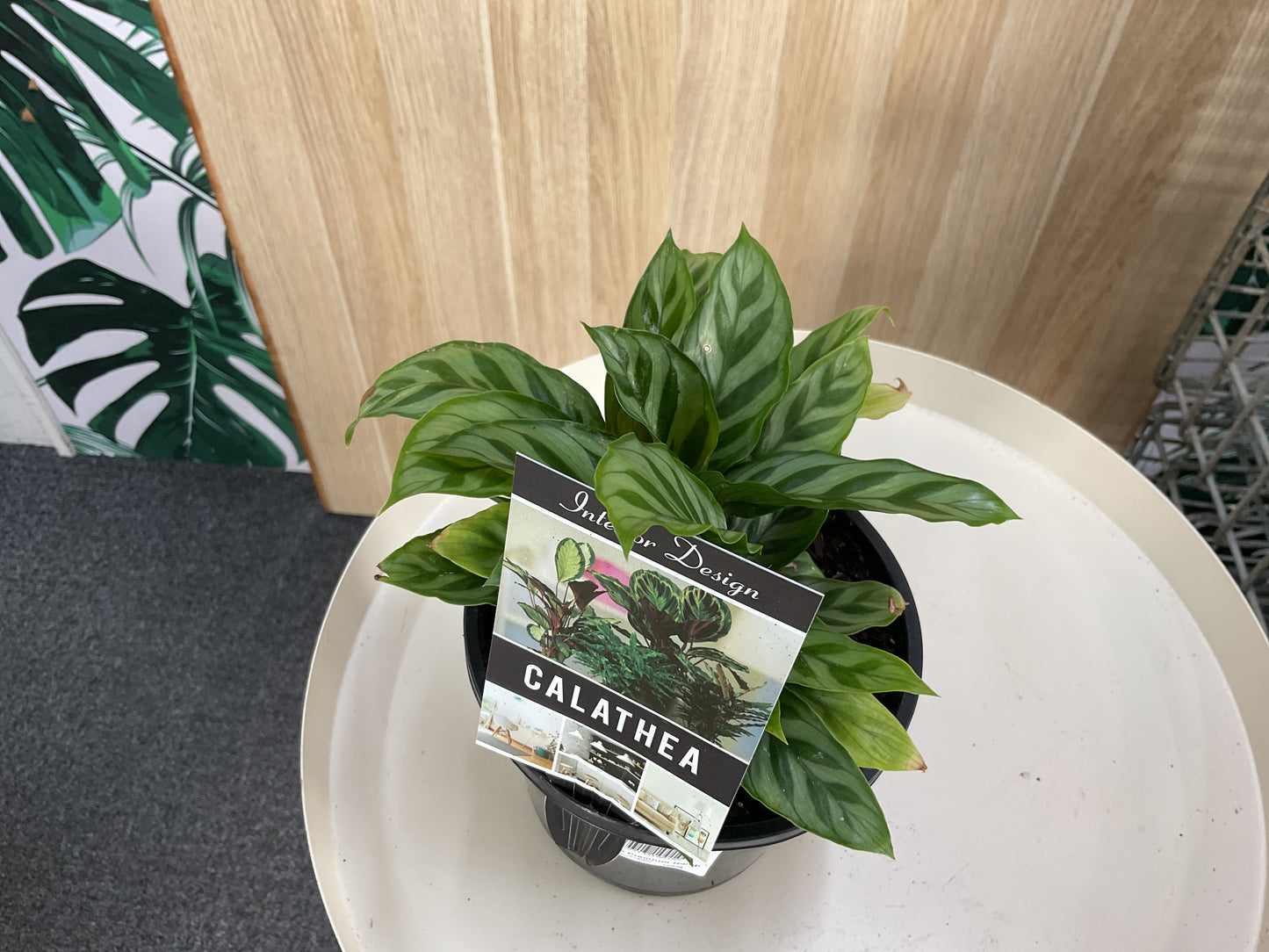 Calathea Freddy