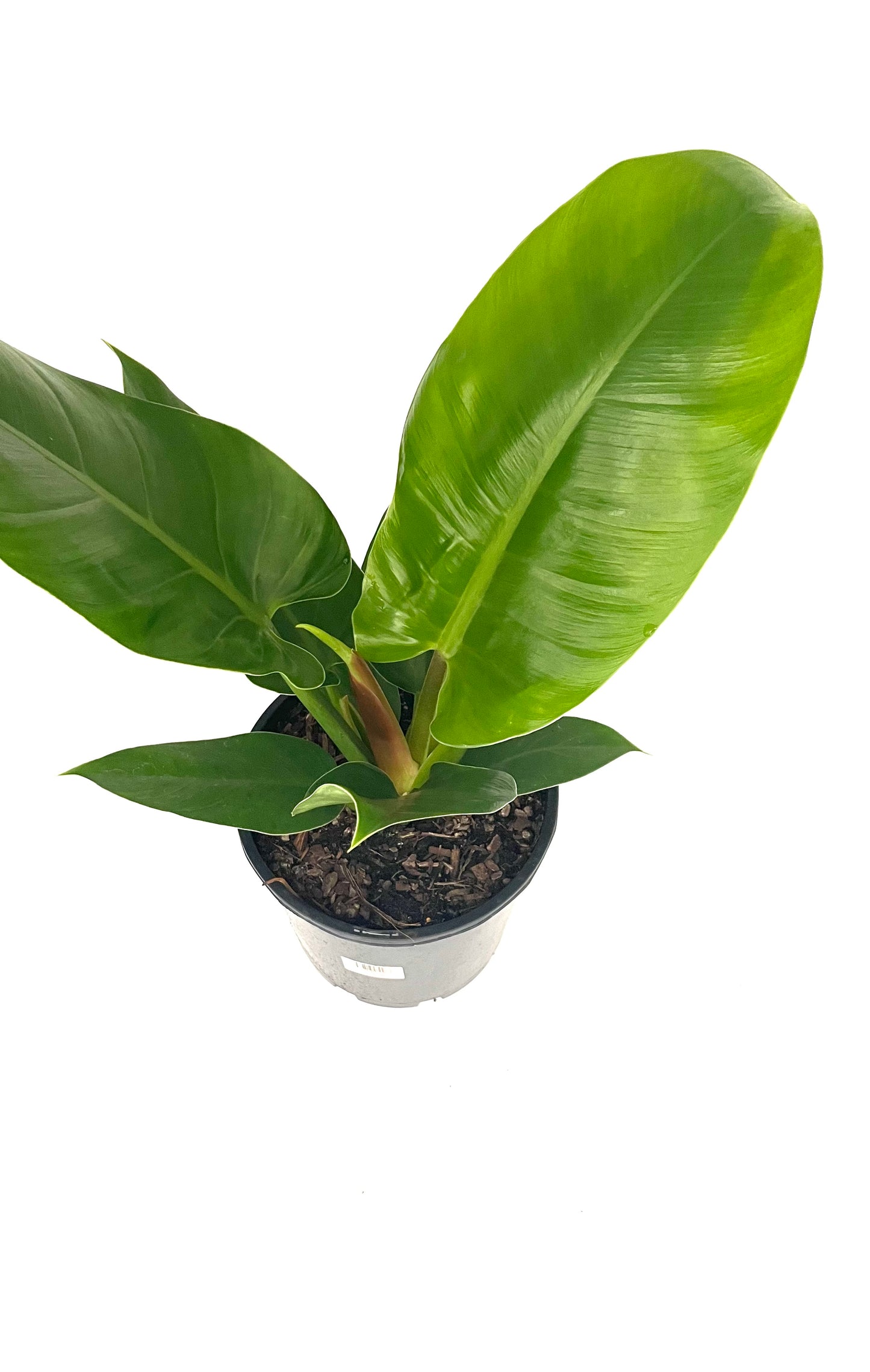 200mm Philodendron Imperial Green