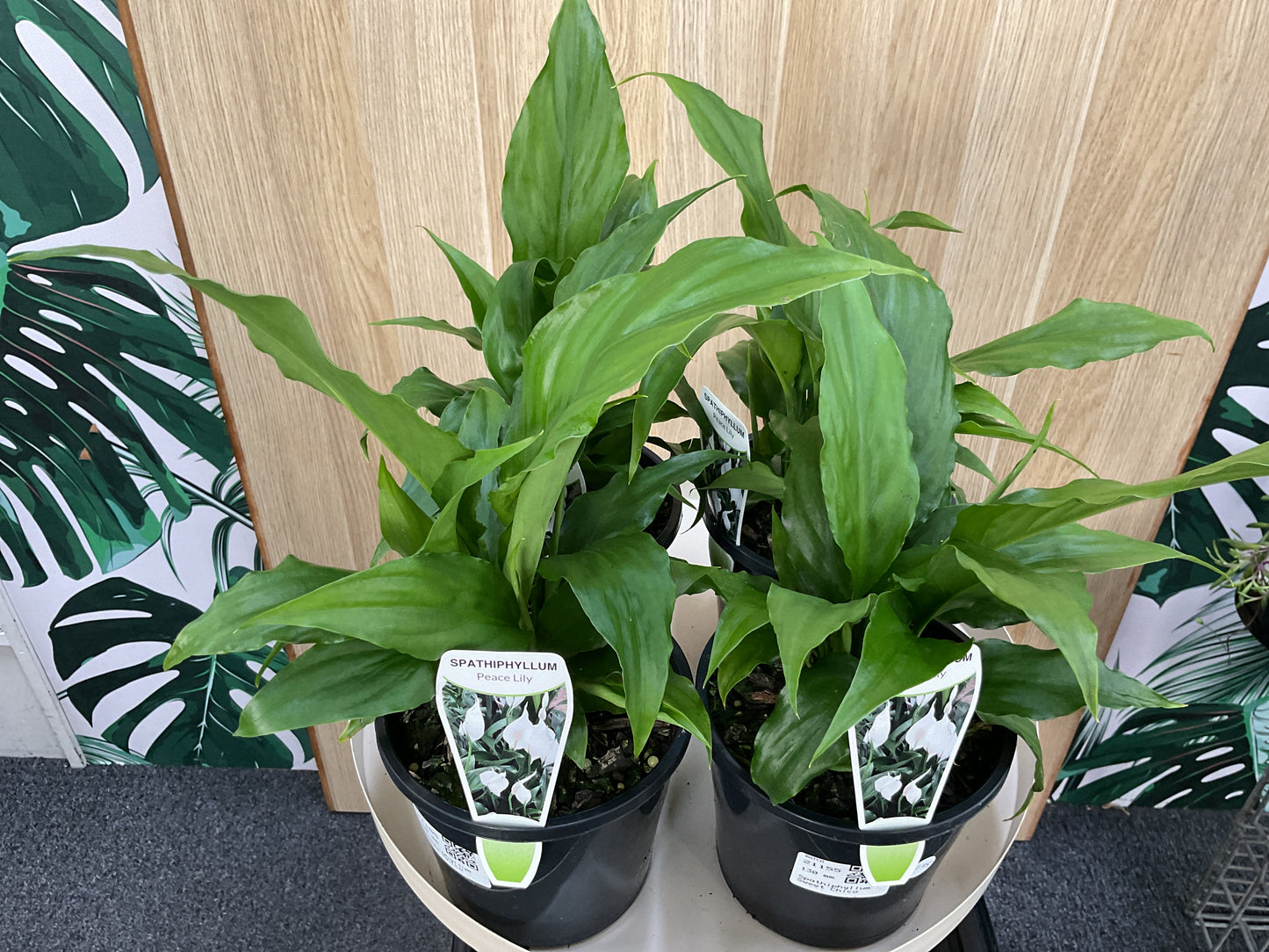 Spathiphyllum Sweet Chico