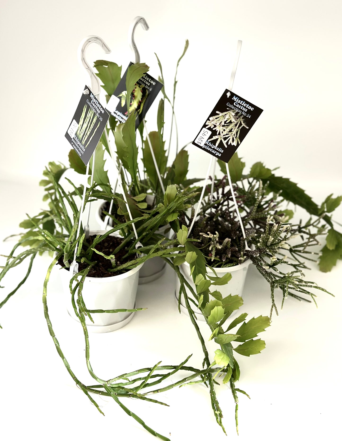 Mistletoe Cactus Collection 130mm assorted