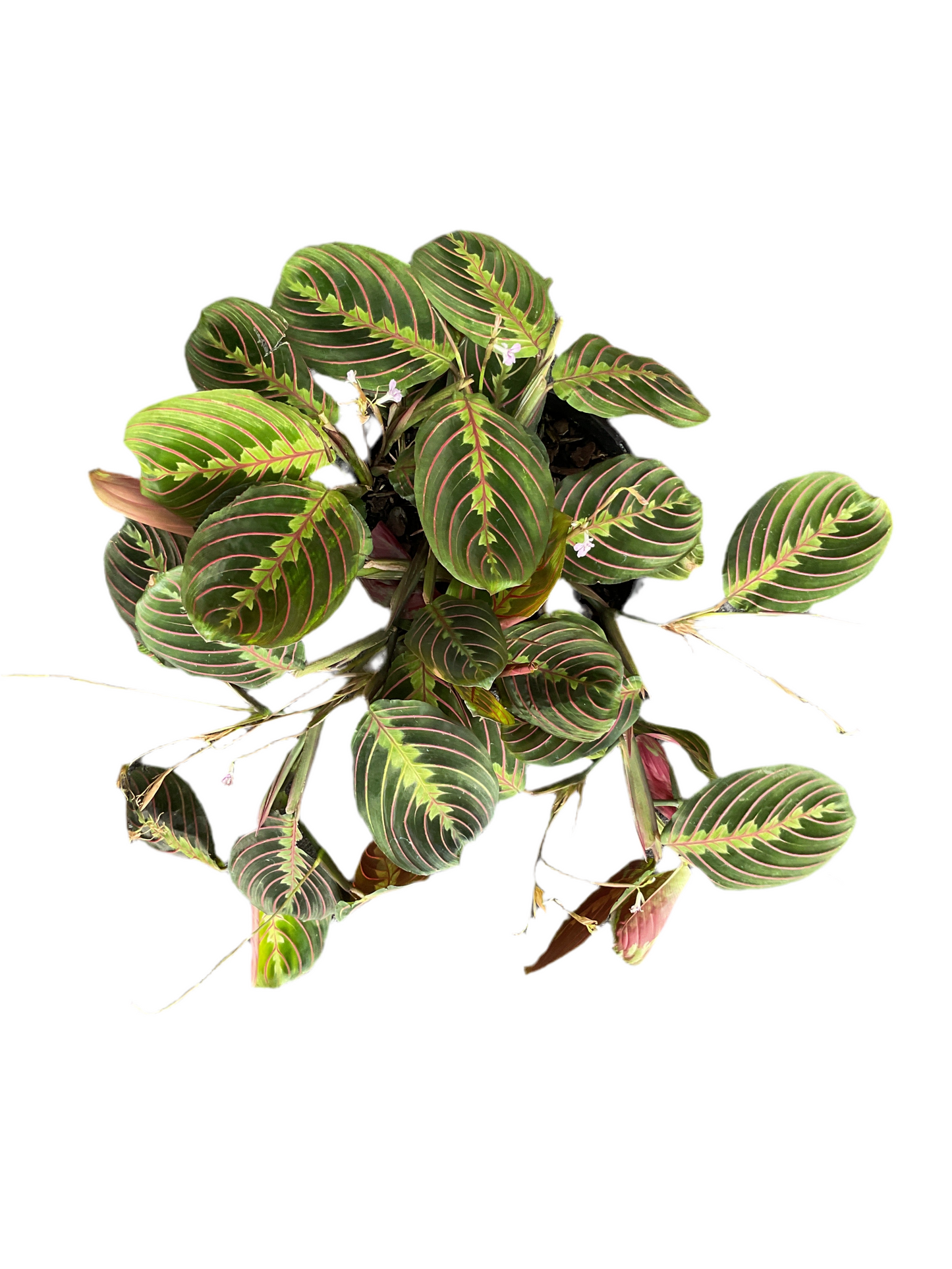 200mm Maranta Erythroneura