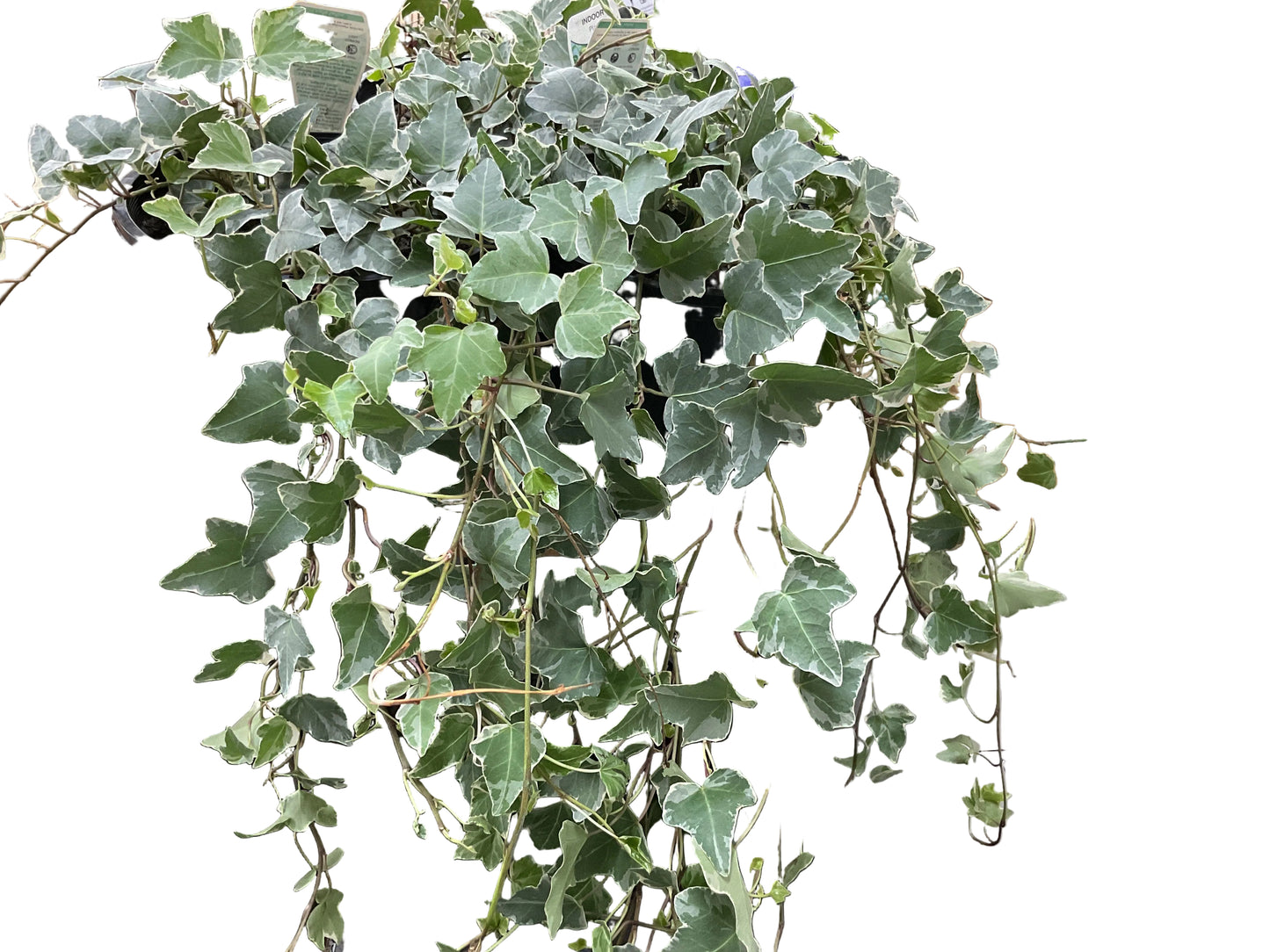200mm Camouflage Ivy