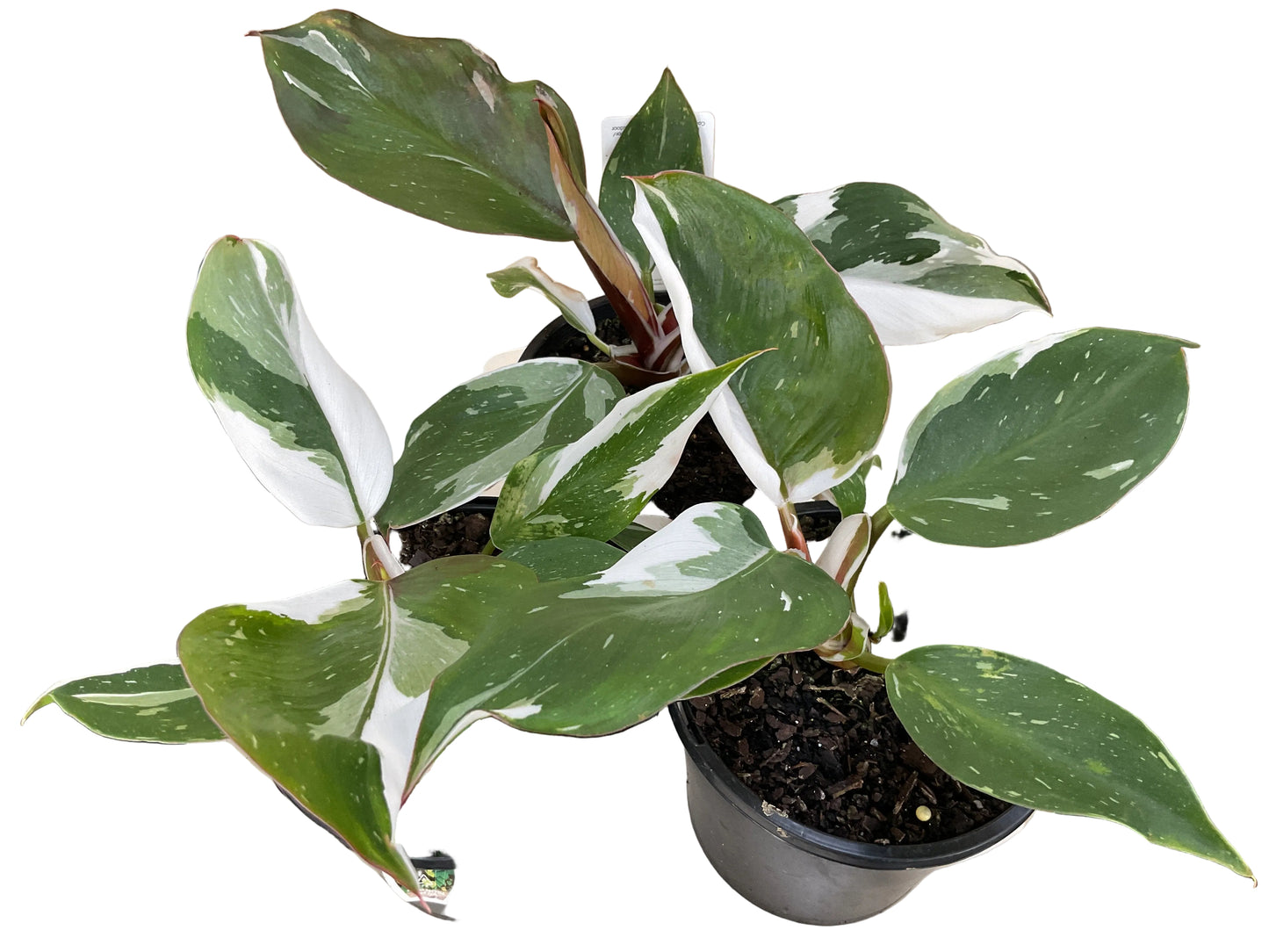 100mm Philodendron White Knight