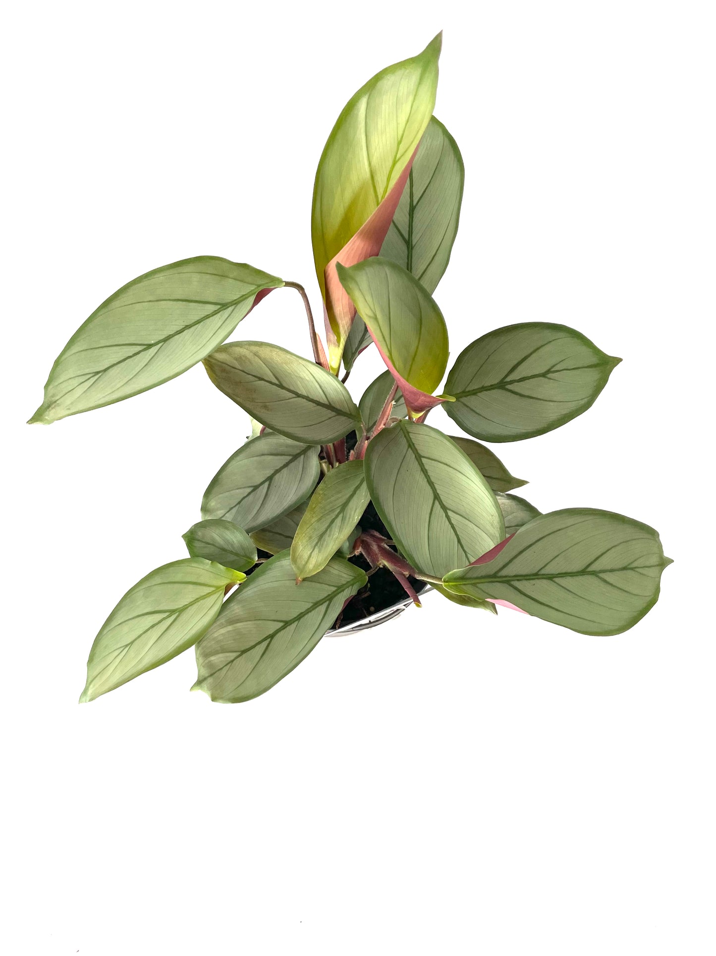 130mm Ctenanthe Grey Star