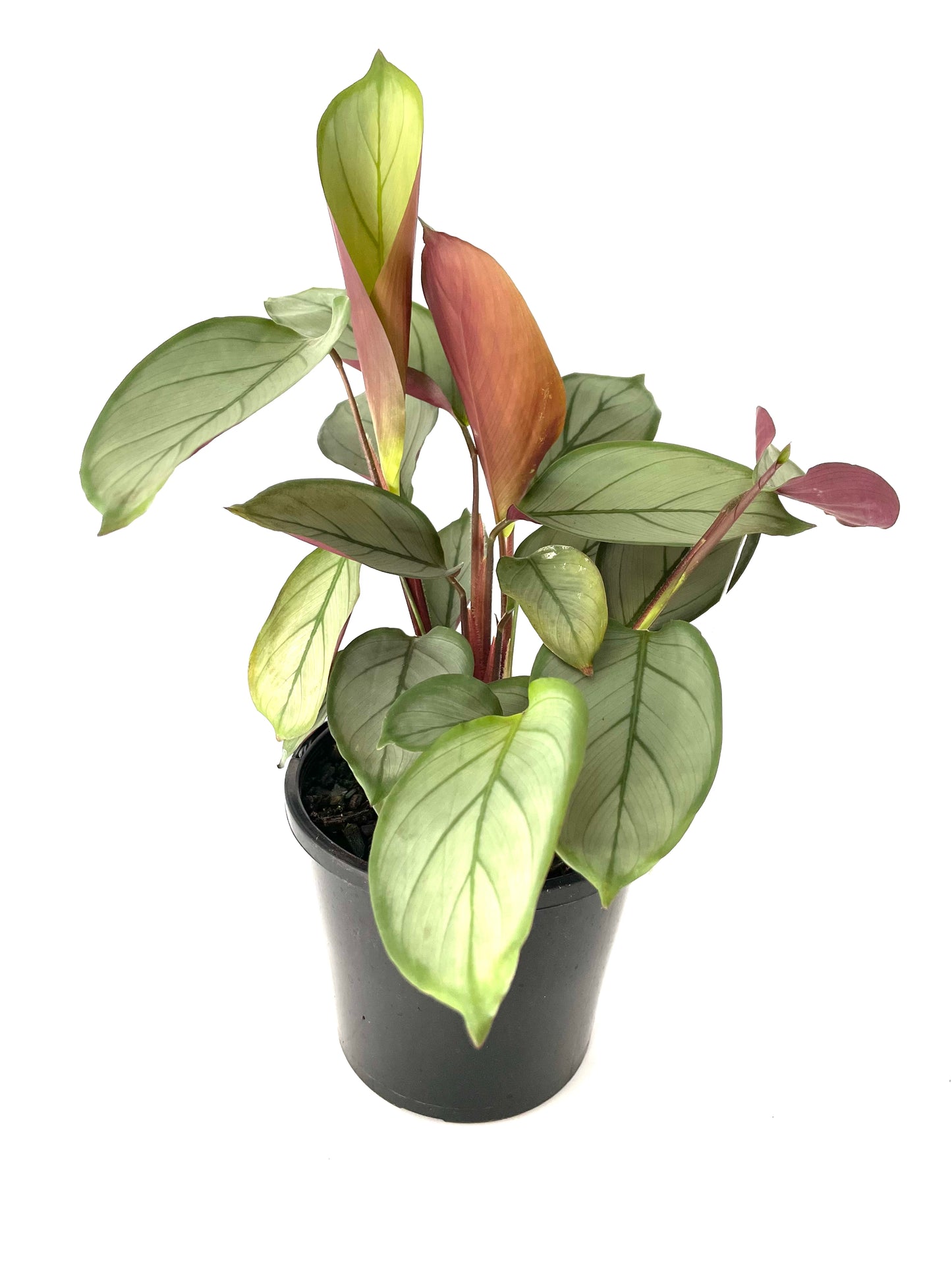 130mm Ctenanthe Grey Star