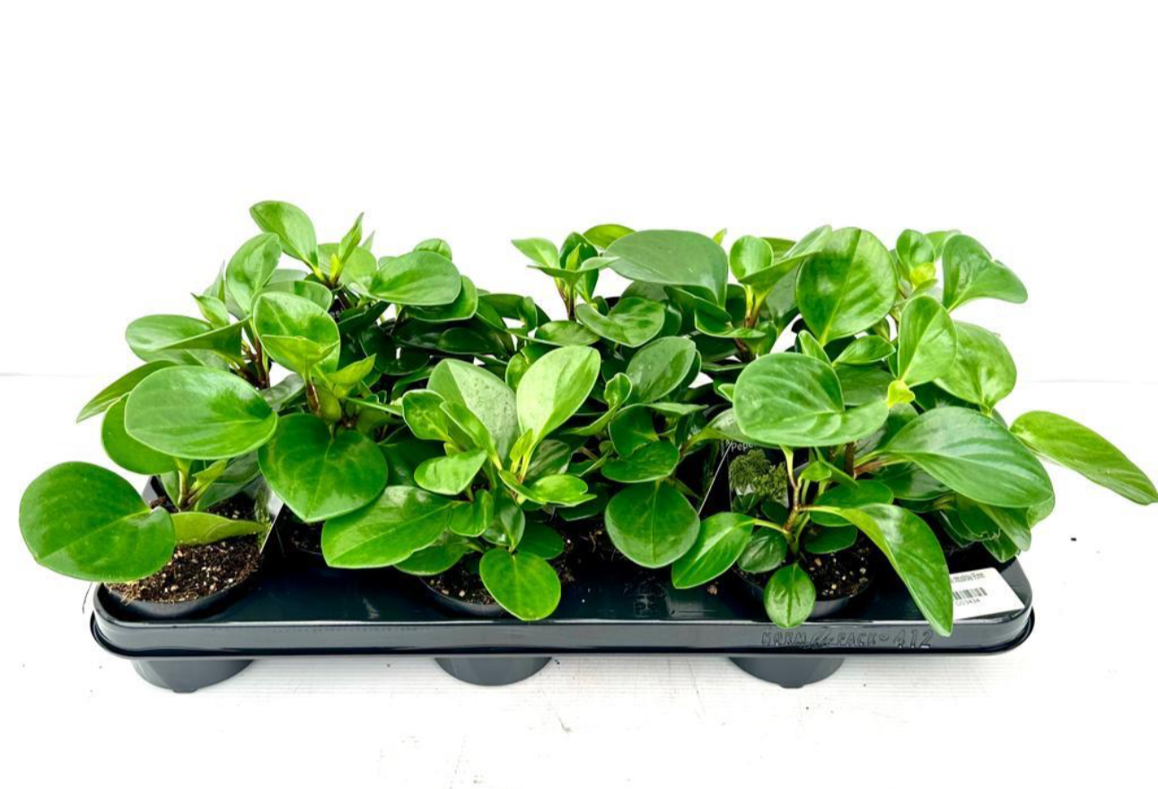 95mm Peperomia Obtusifolia