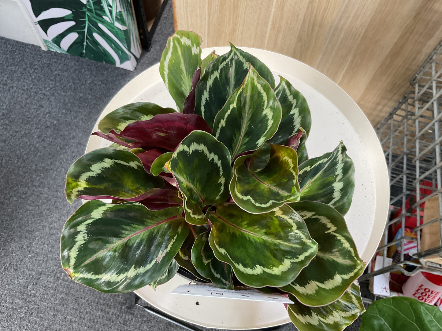 Calathea Medallion