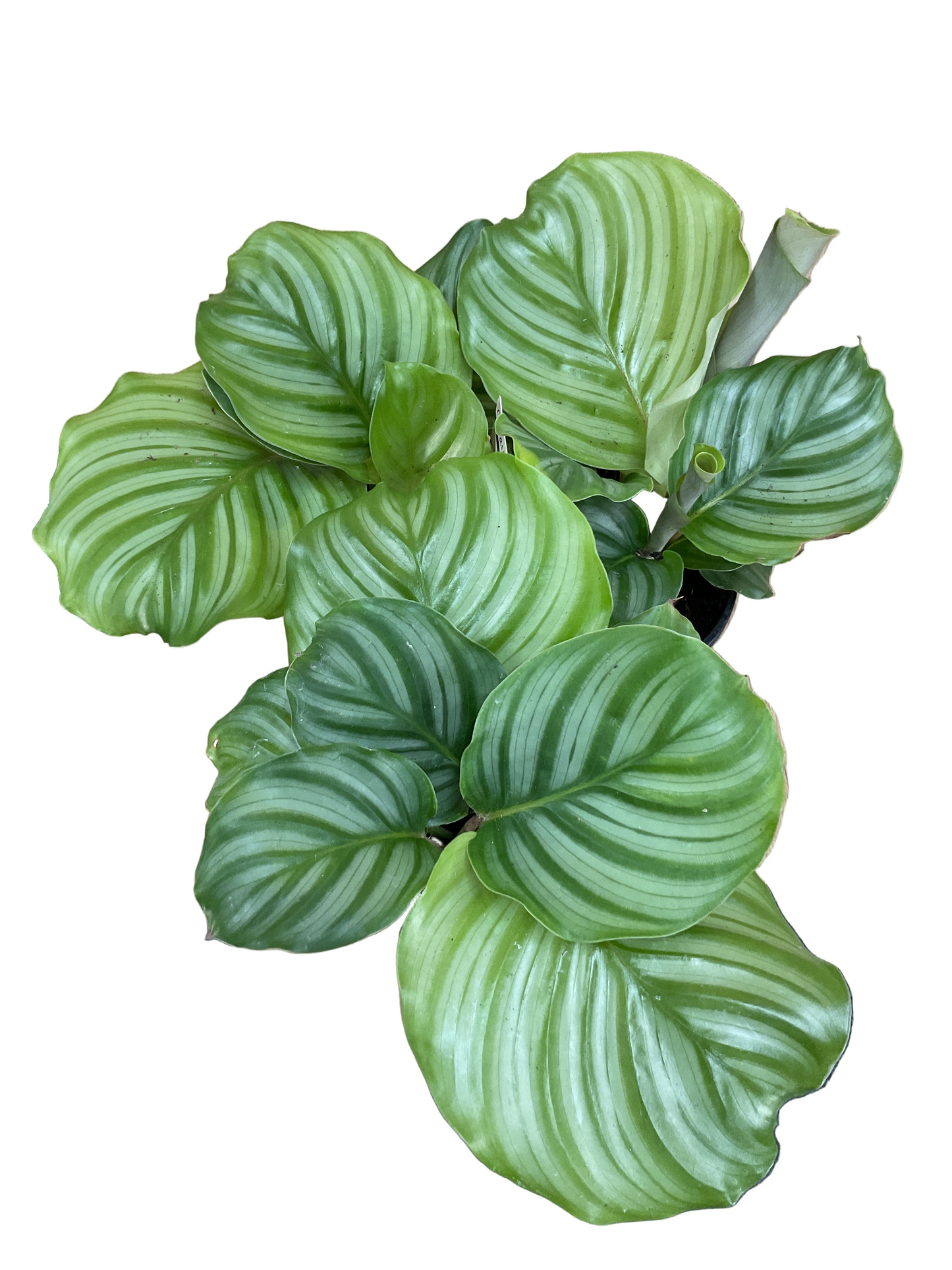 Calathea Orbifolia
