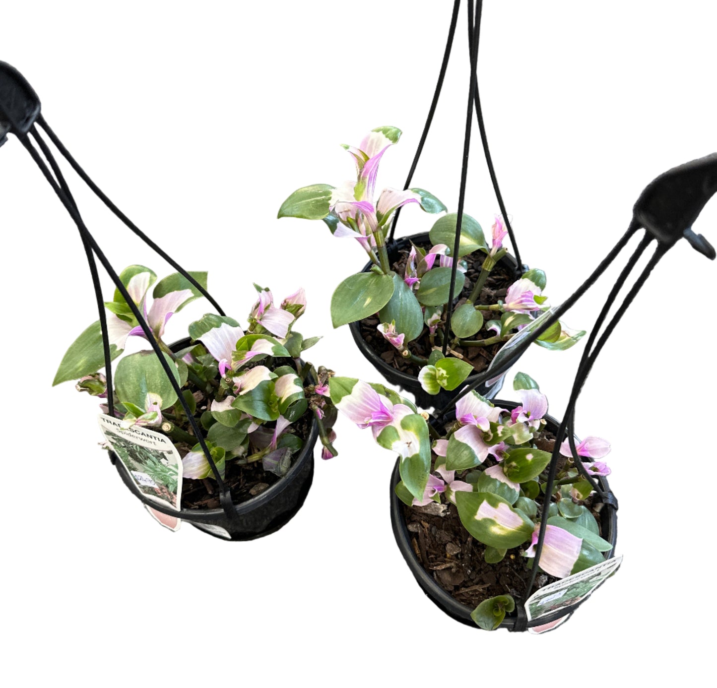 Tradescantia Blushing Bride