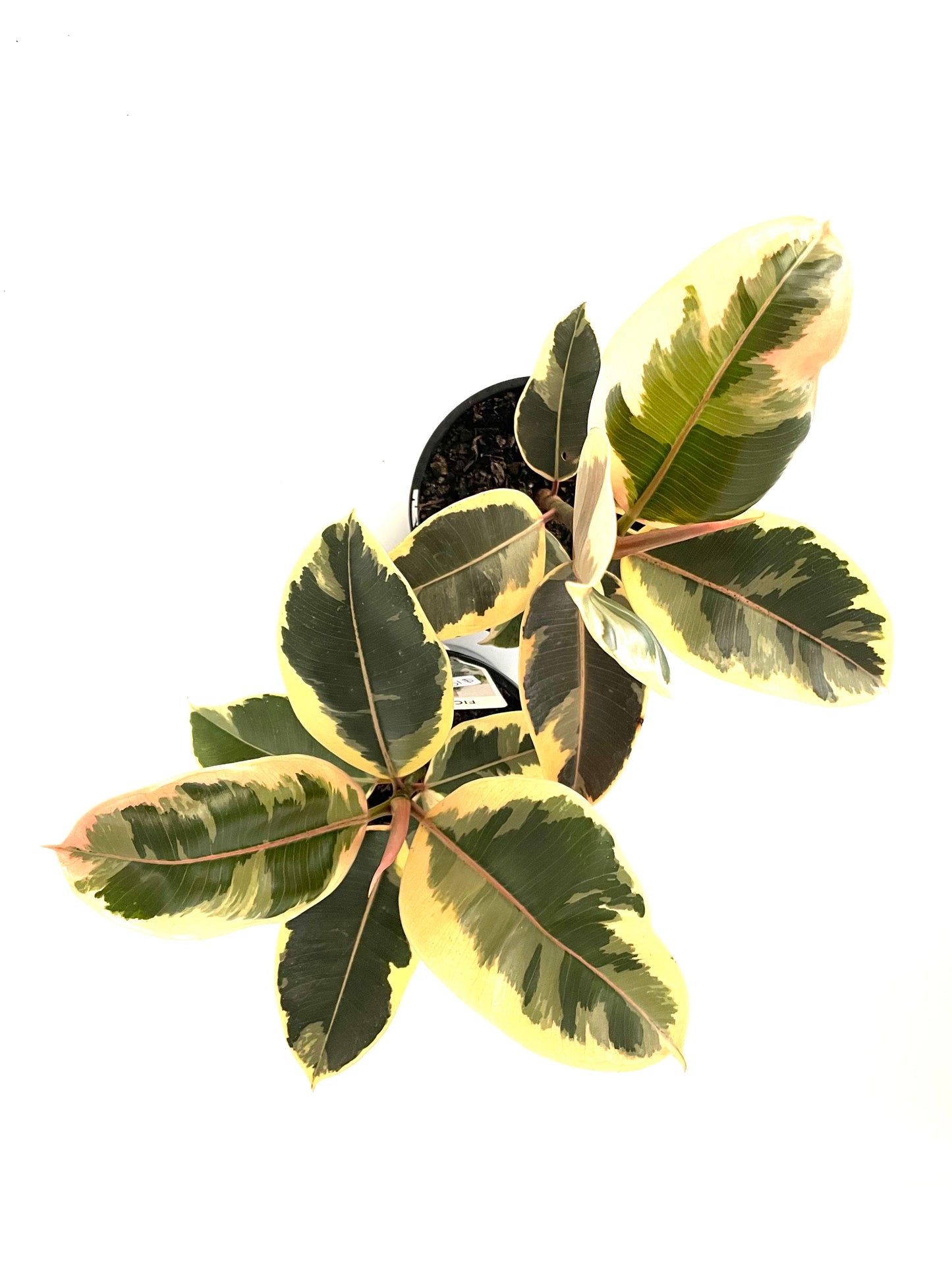 130mm Ficus Elastica Tineke