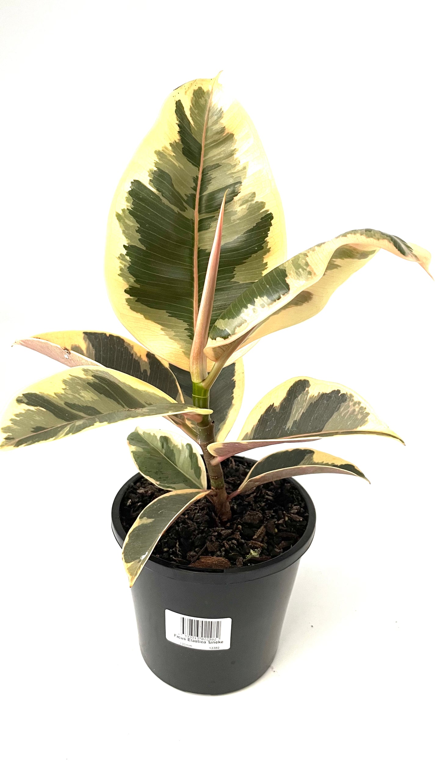 130mm Ficus Elastica Tineke