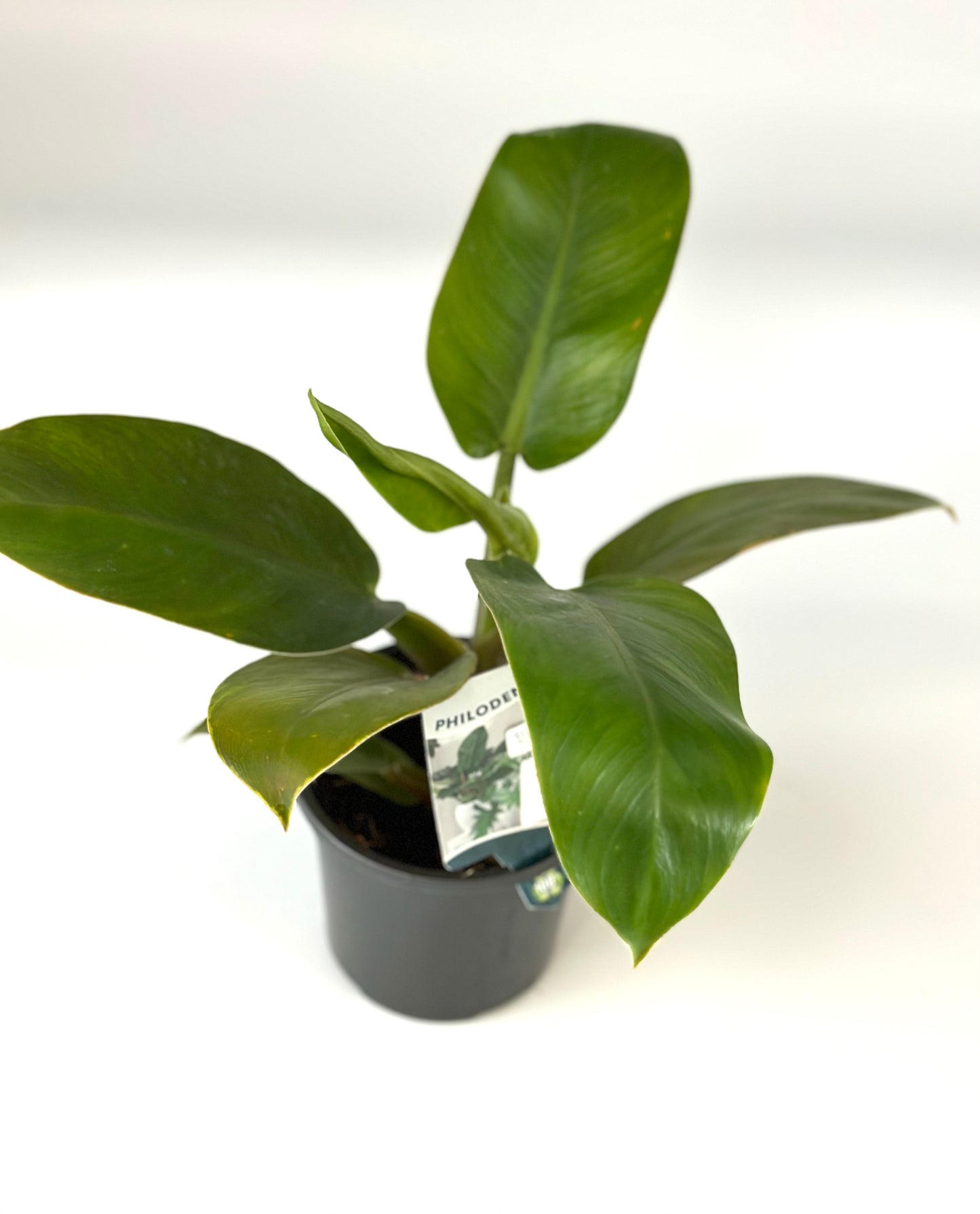 130mm Philodendron Imperial Green