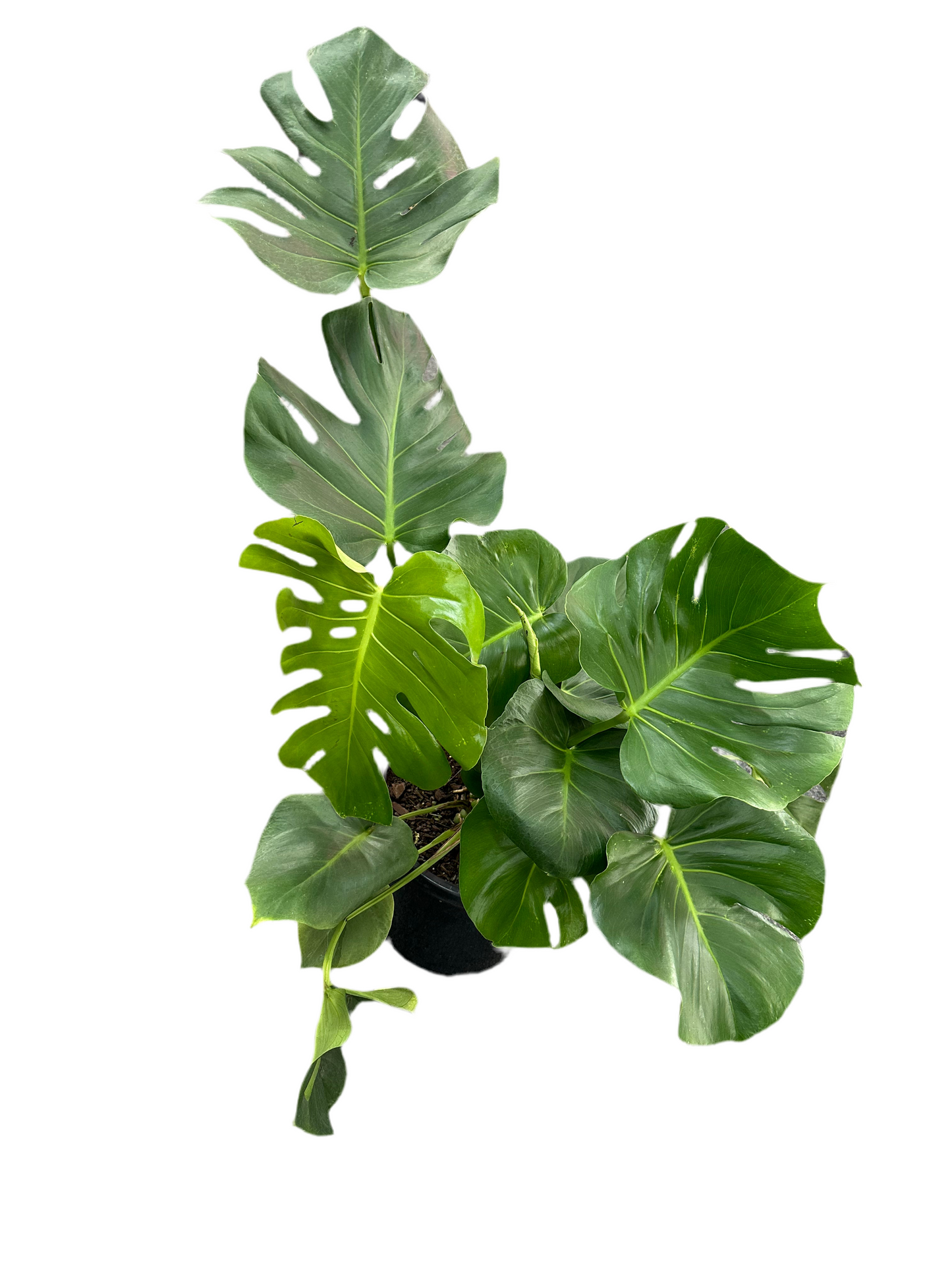 300mm Monstera Deliciosa