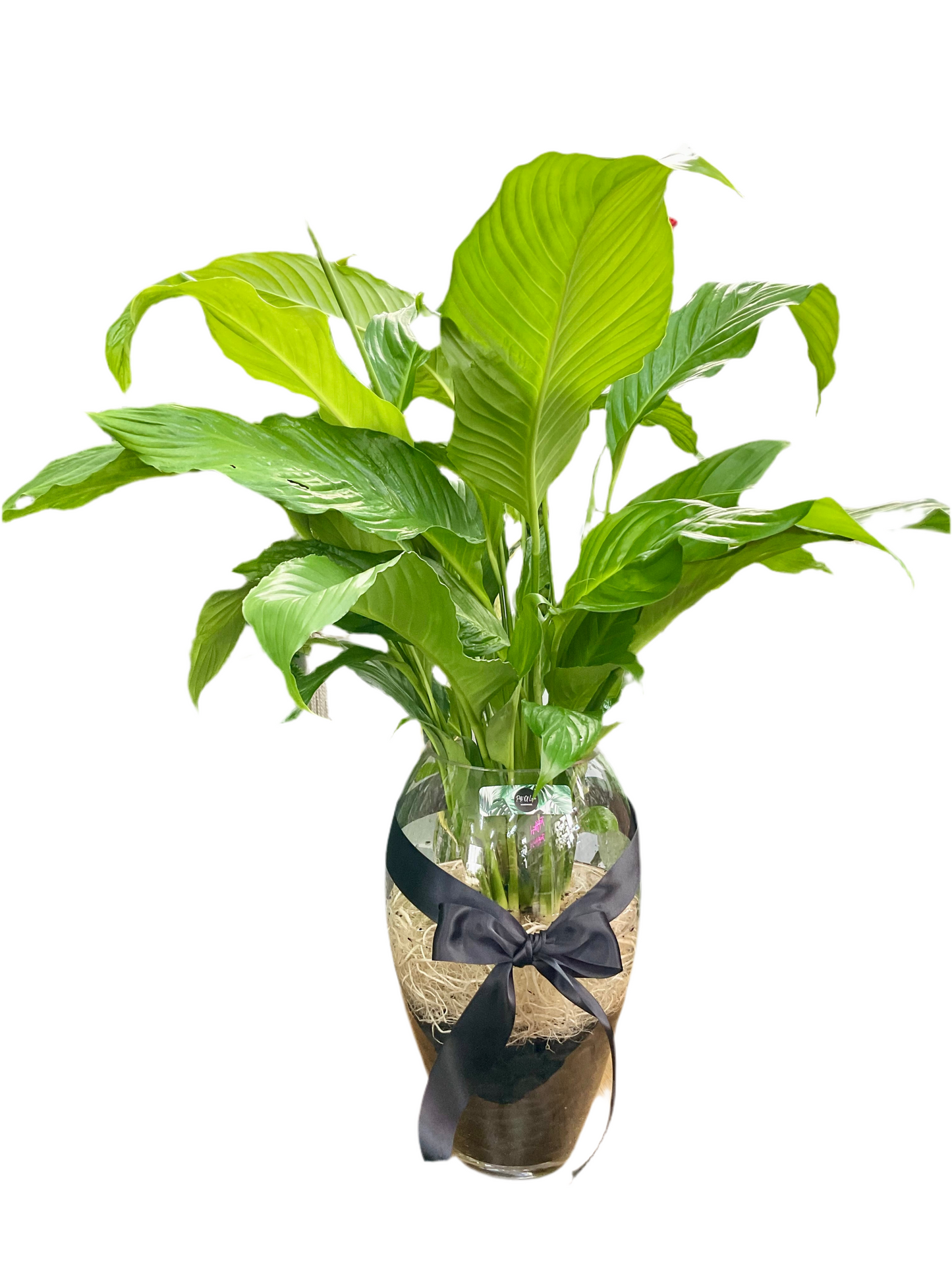 Huge 90cm Hydro Peace Lily