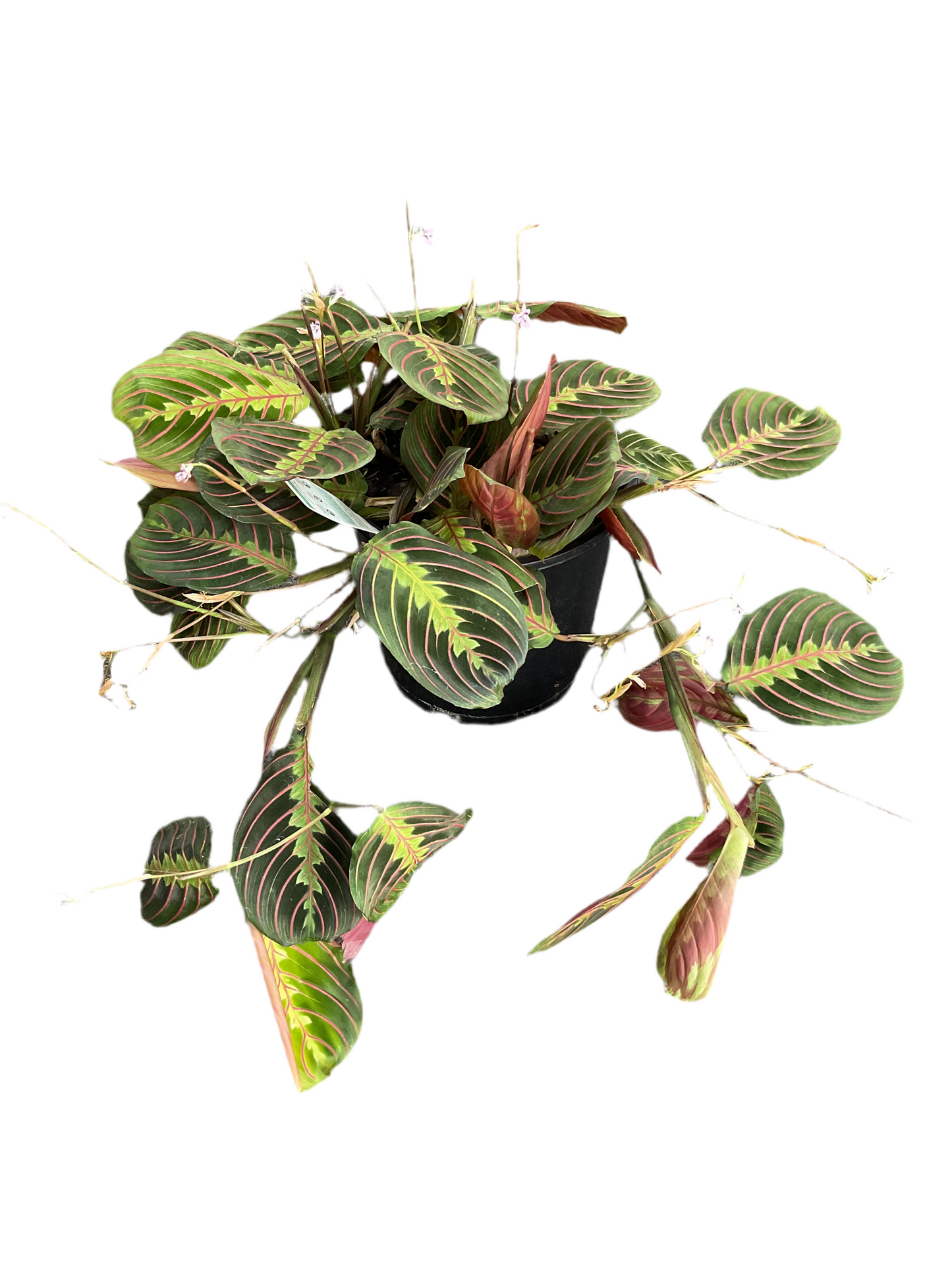 200mm Maranta Erythroneura