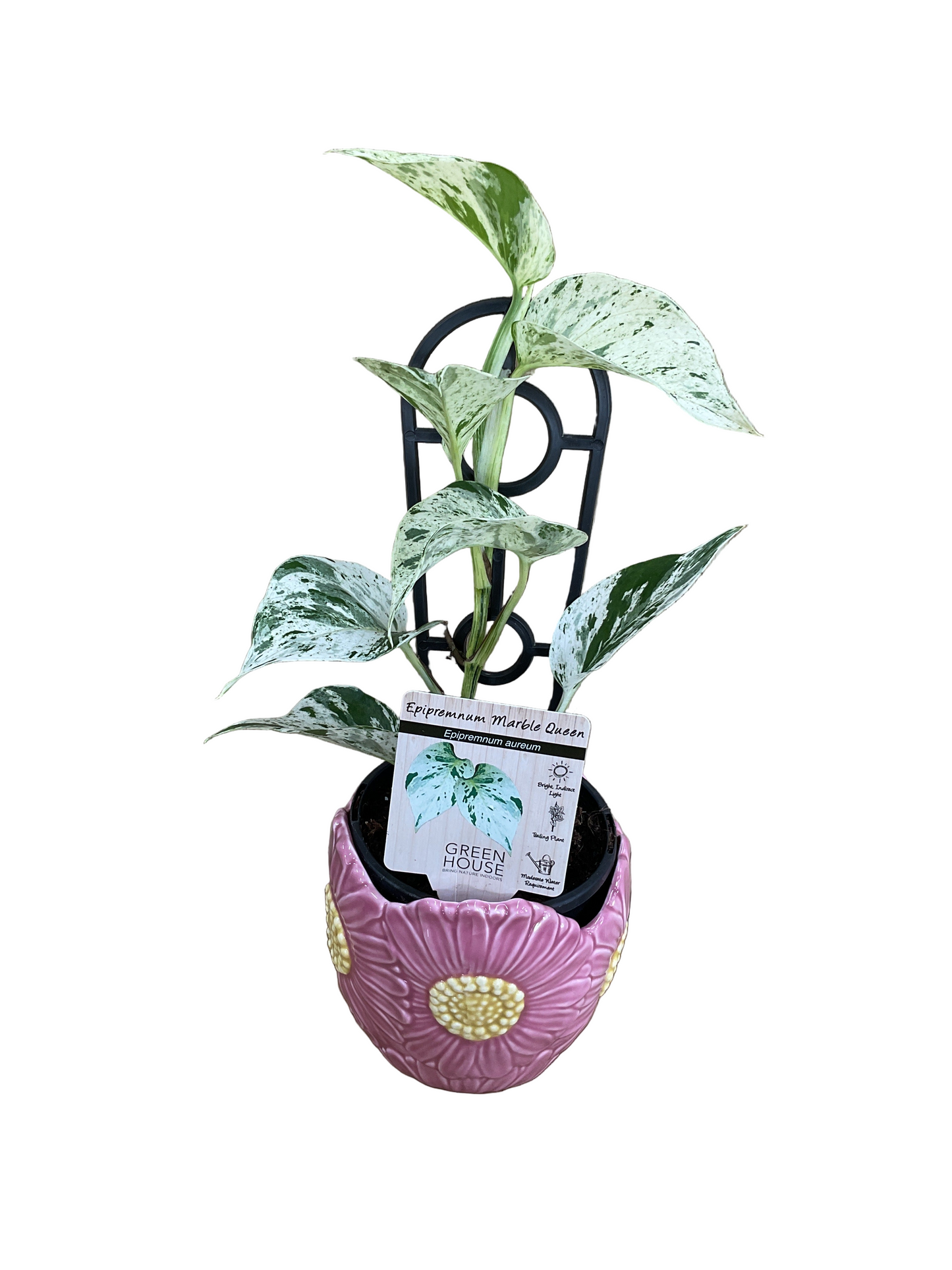 Epipremnum Marble Queen