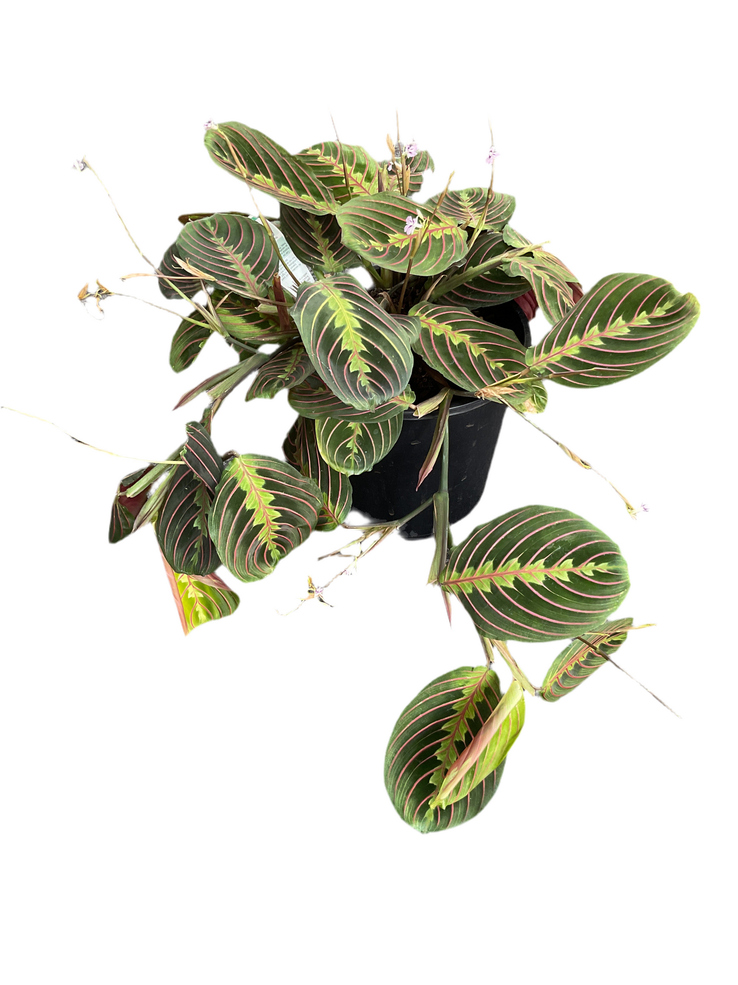 200mm Maranta Erythroneura