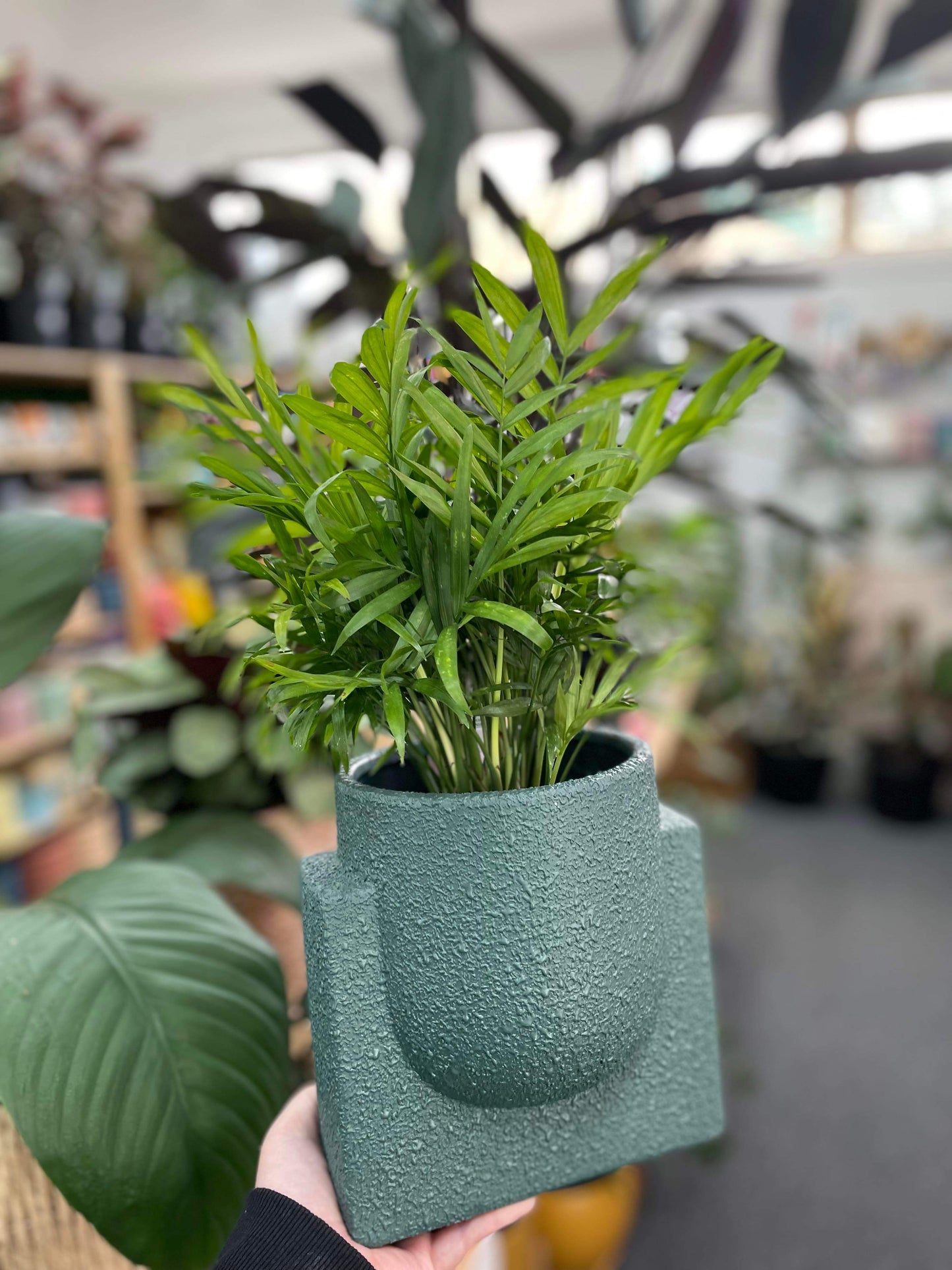 200mm Chamaedorea Elegans