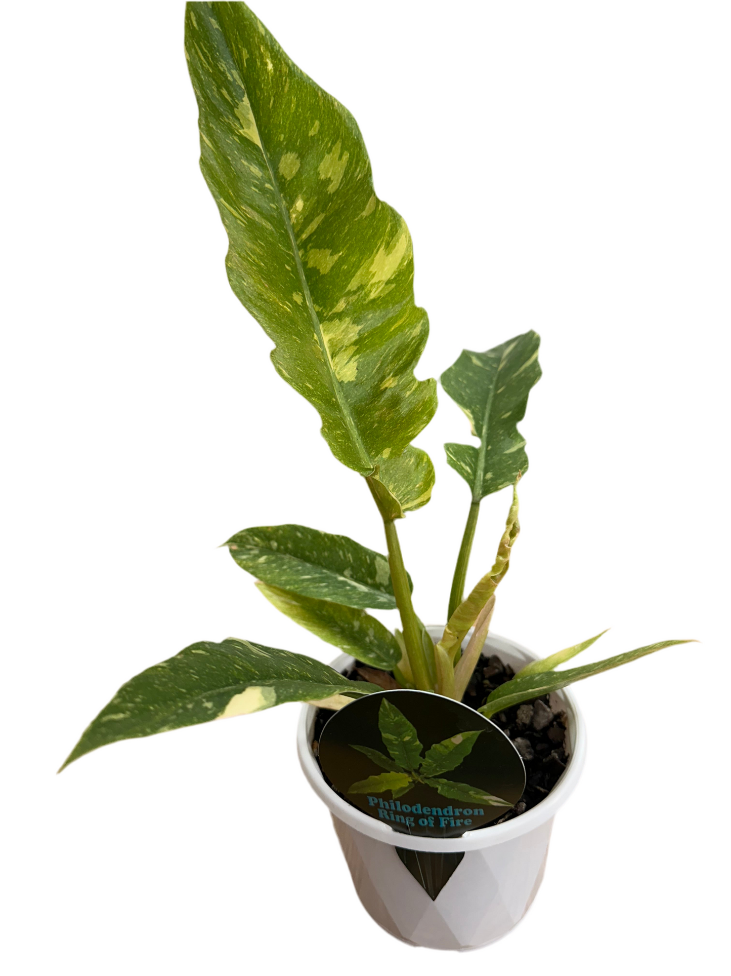 130mm Philodendron Ring Of Fire