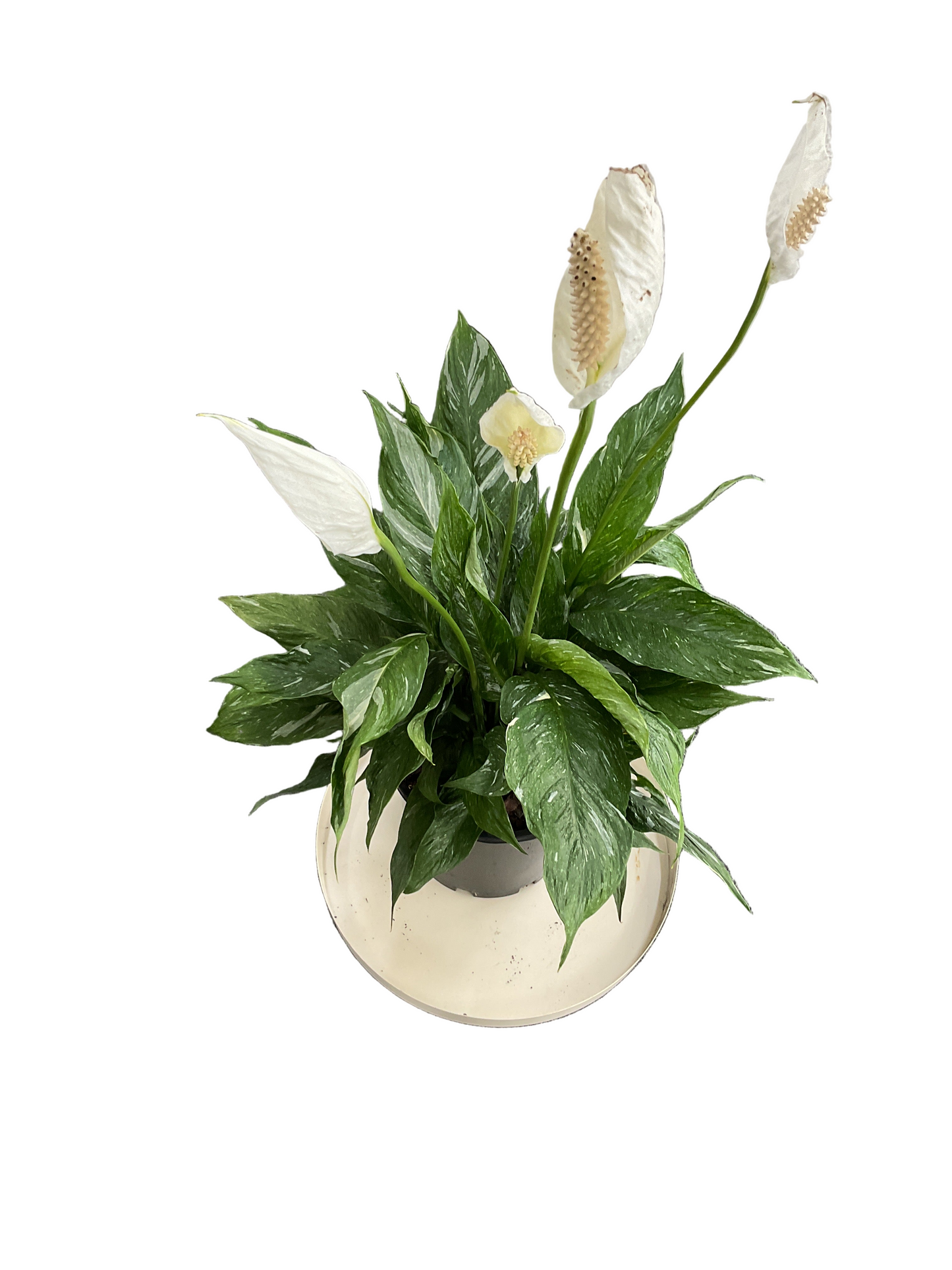 Spathiphyllum Jet Diamond