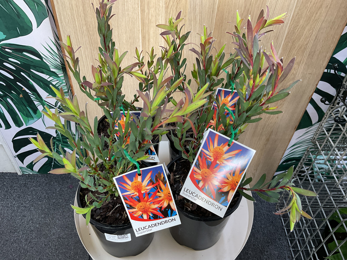 140mm Leucadendron Superstar