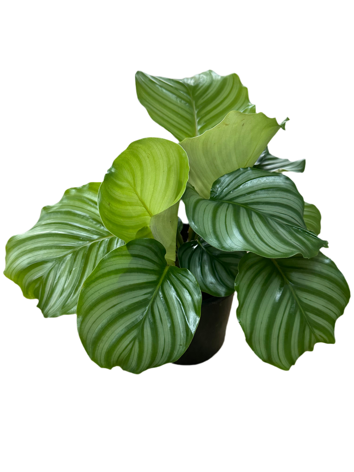 170mm Calathea Orbifolia