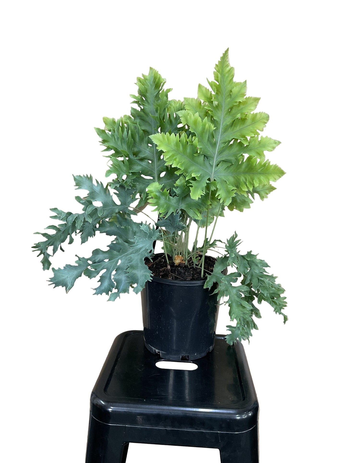 Phlebodium Davana Fern