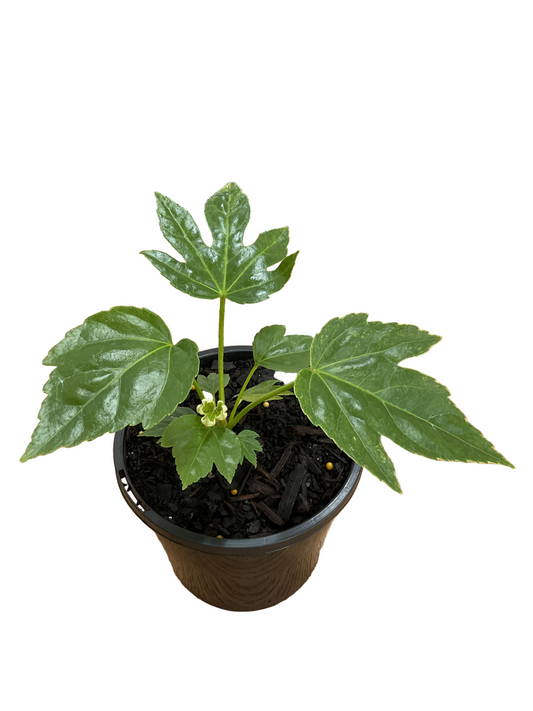 130mm Fatsia Japonica