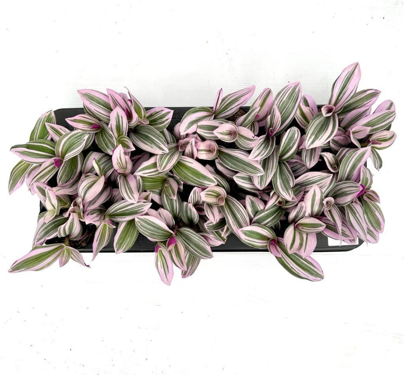 95mm Tradescantia Nanouk