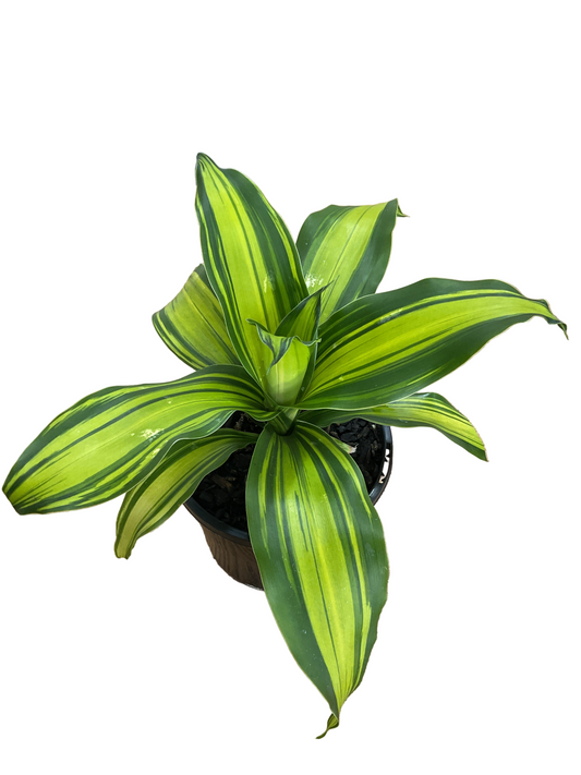 130mm Happy Plant