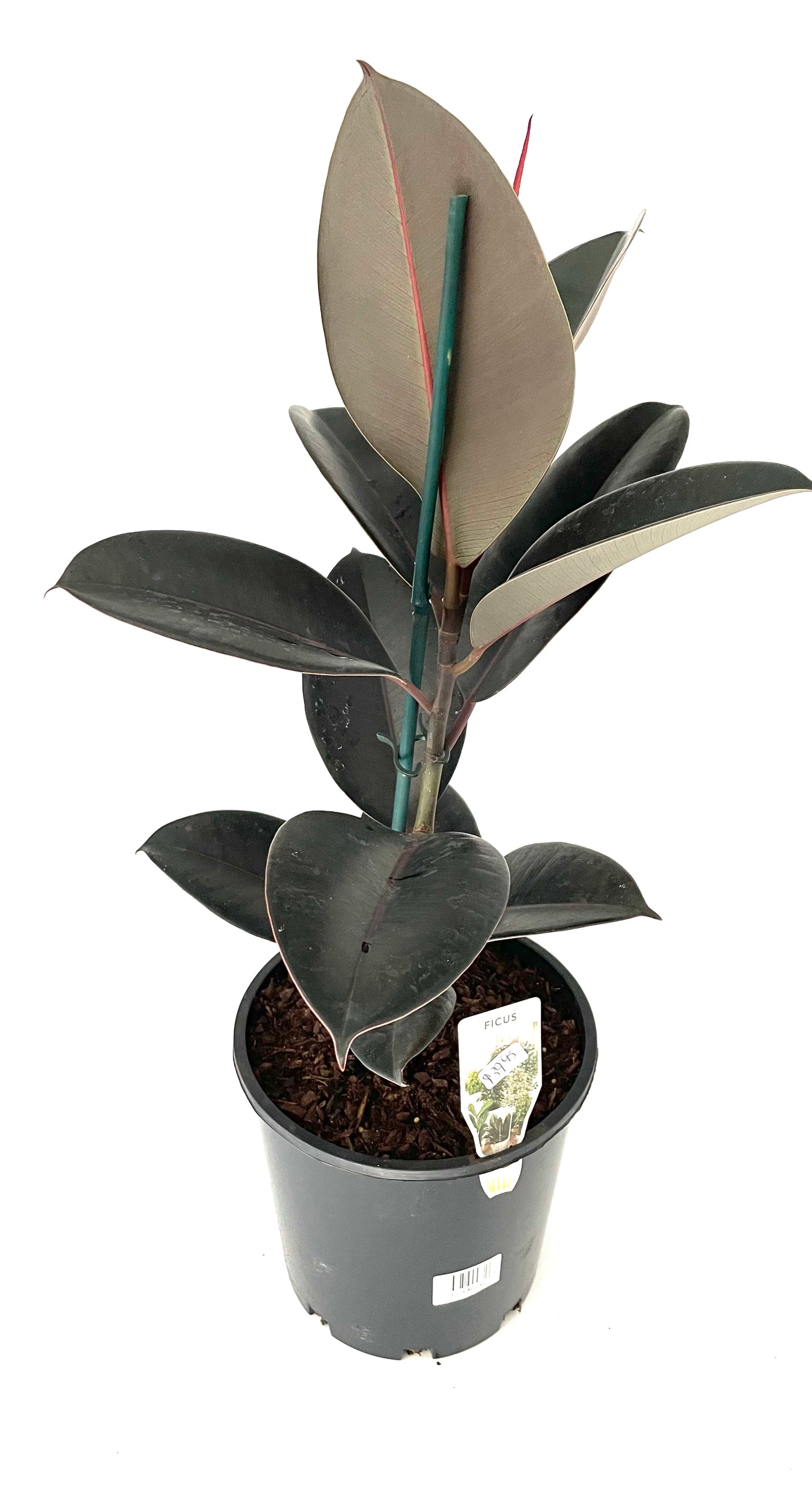 200mm Ficus Abidjan
