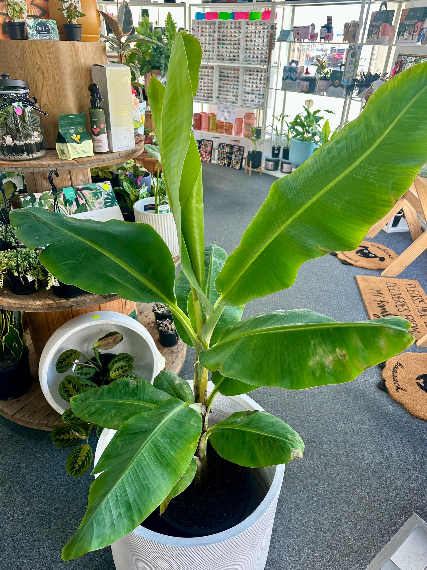 XL 300mm Banana plant + 500mm Pot Combo