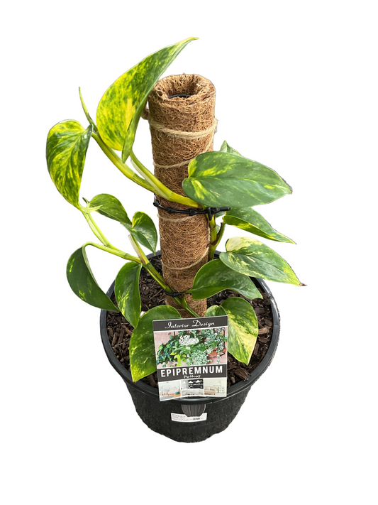 200mm Devils Ivy