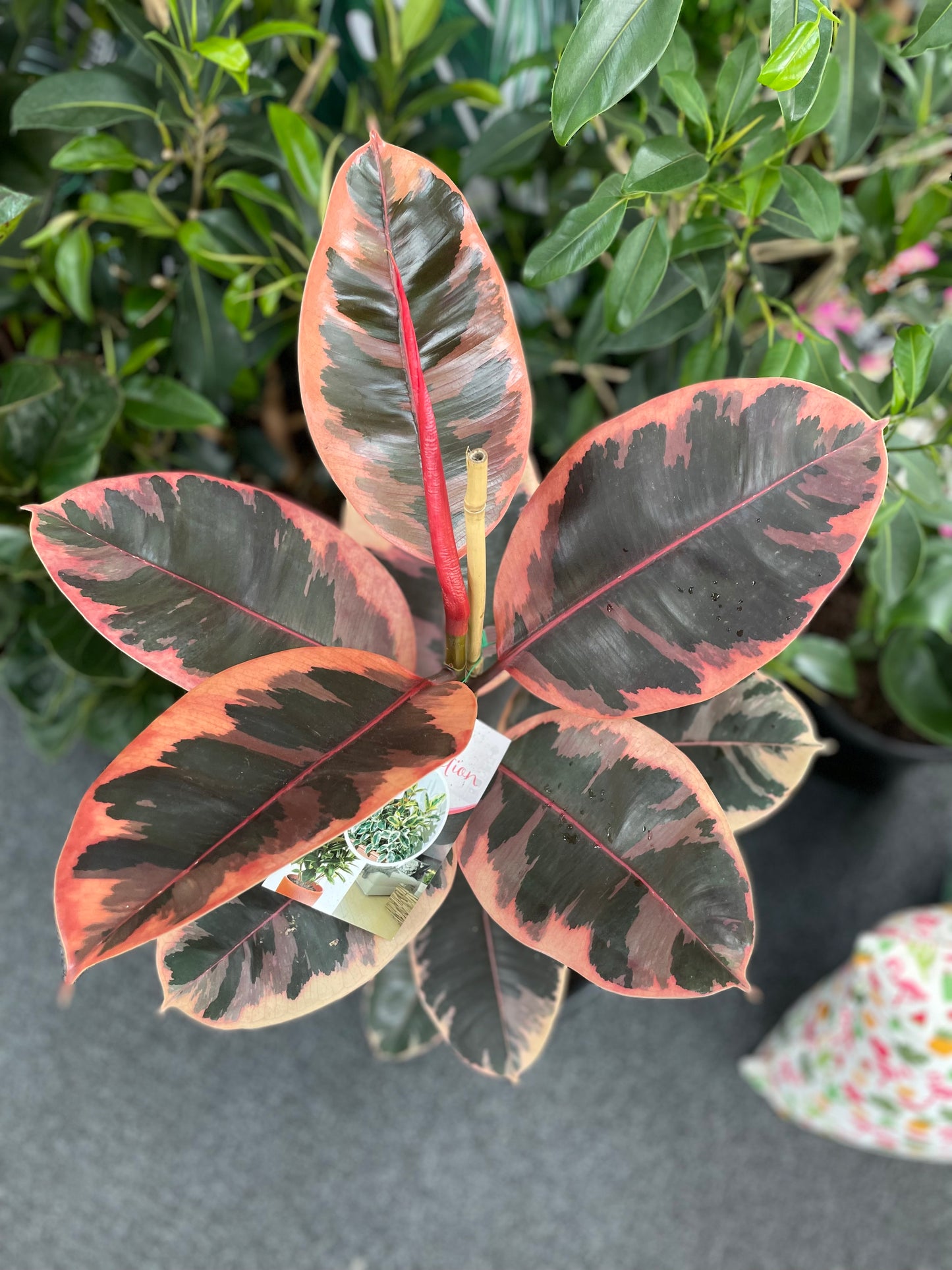 300mm Ficus Ruby