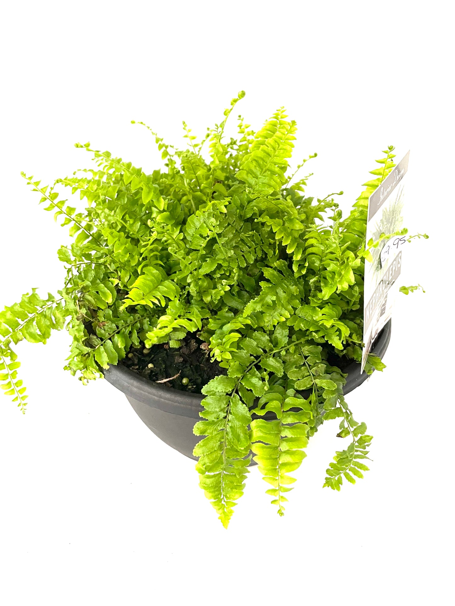 200mm Hanging Nephrolepis