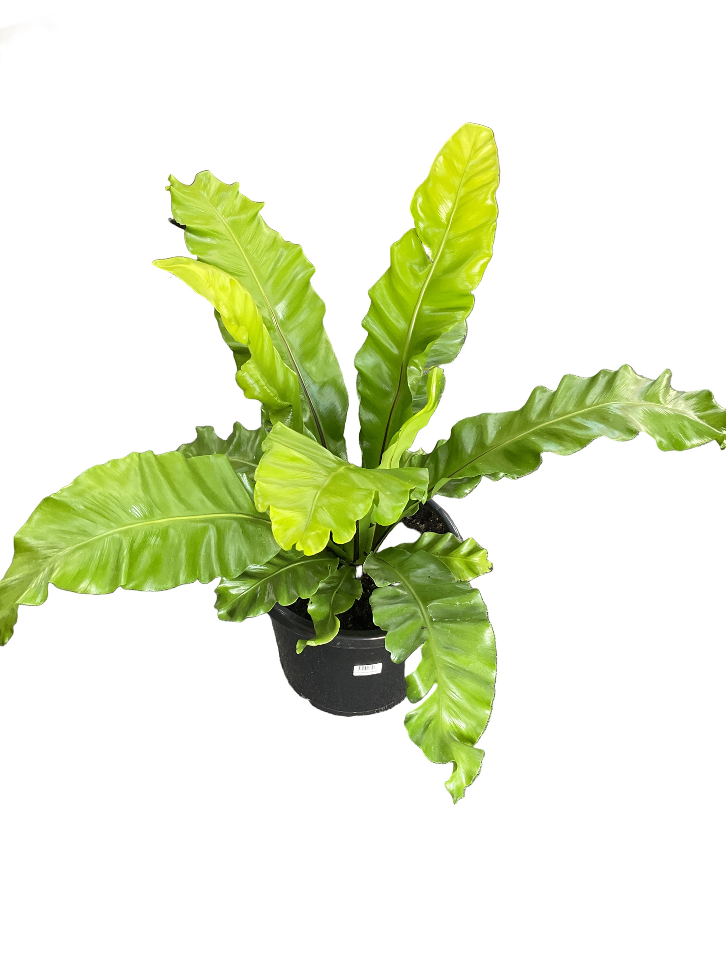 300mm Birds Nest Fern