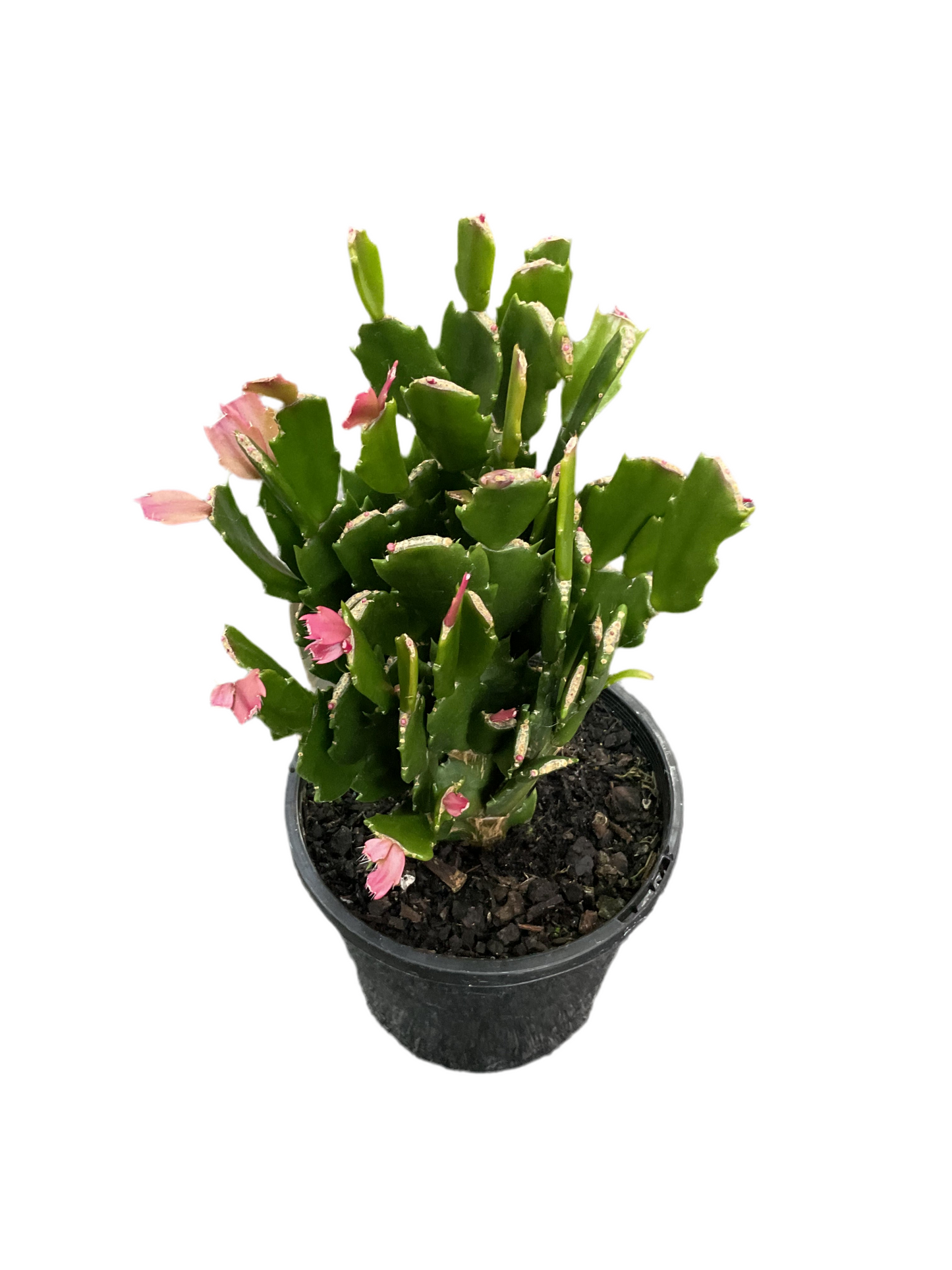 130mm Zygocactus