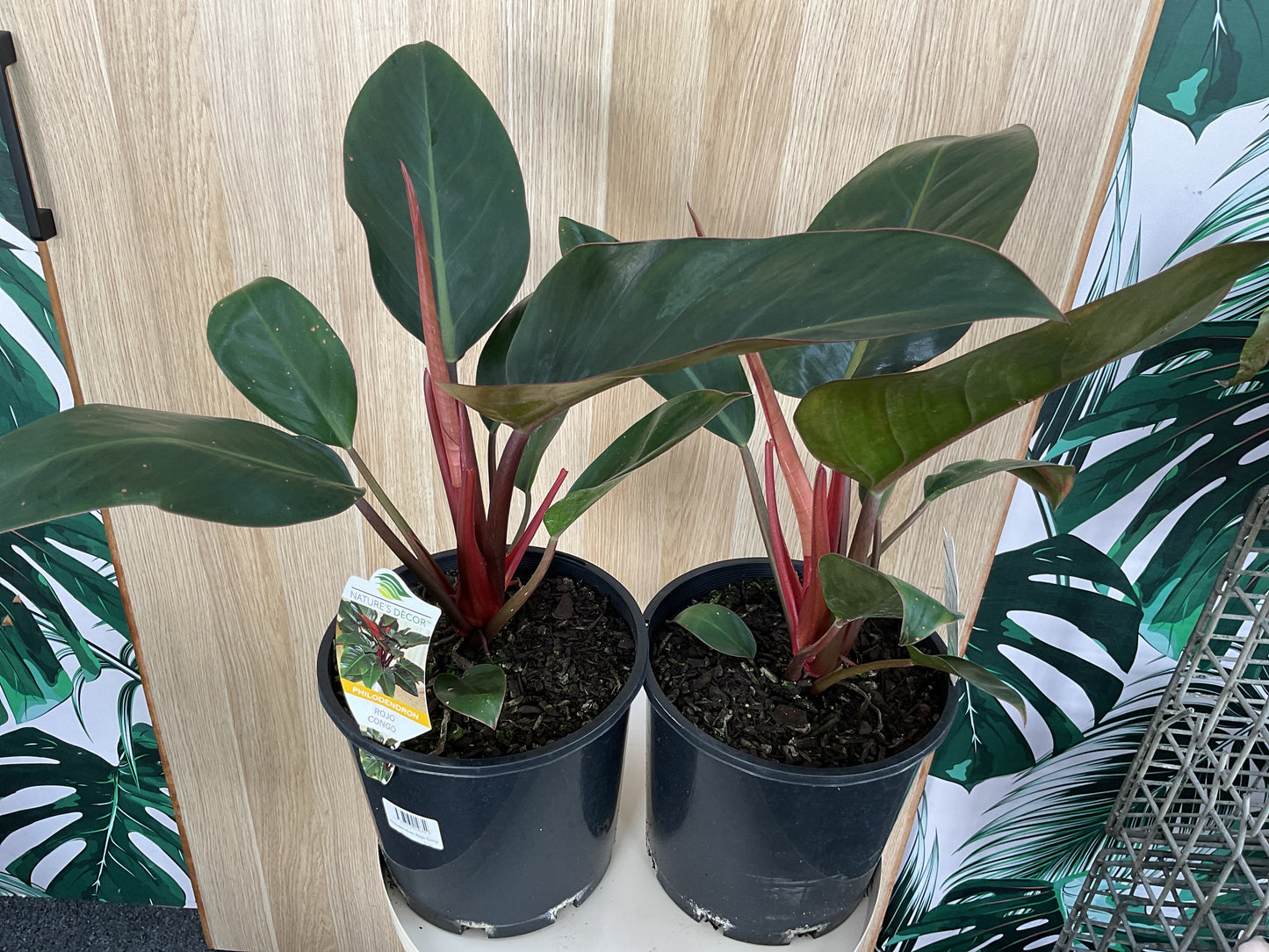 Philodendron Rojo Congo-200mm