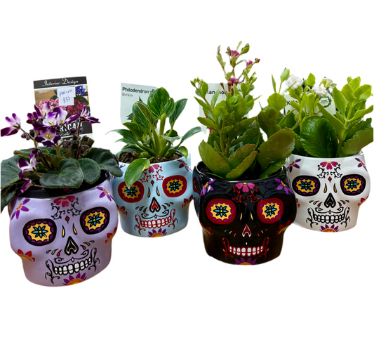 Skull pot + plant combo ( assorted )